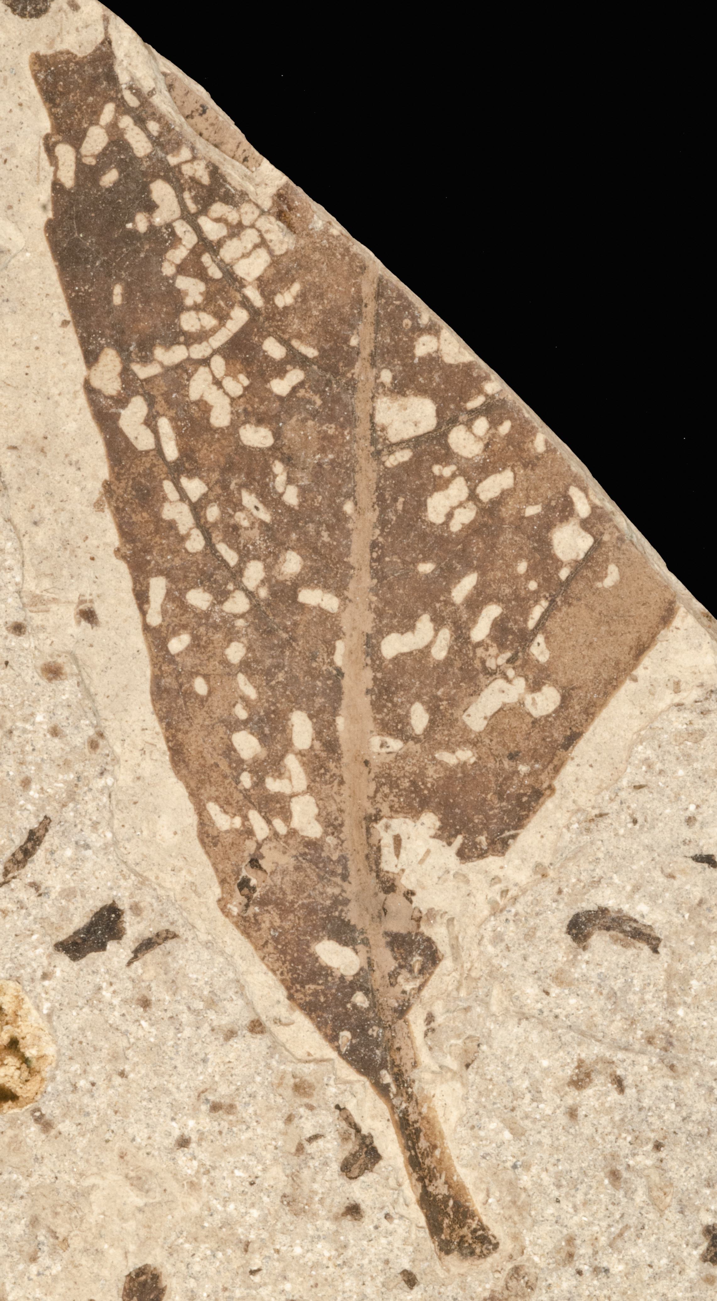 Sample 1 Image