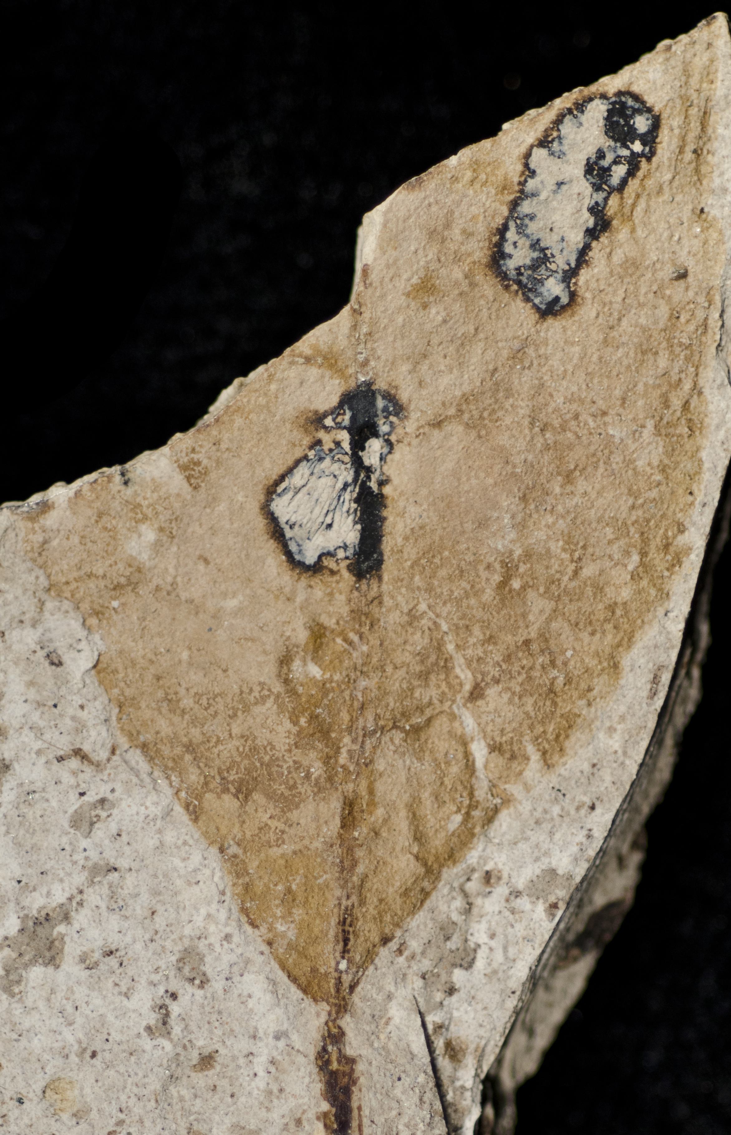 Fossil Image