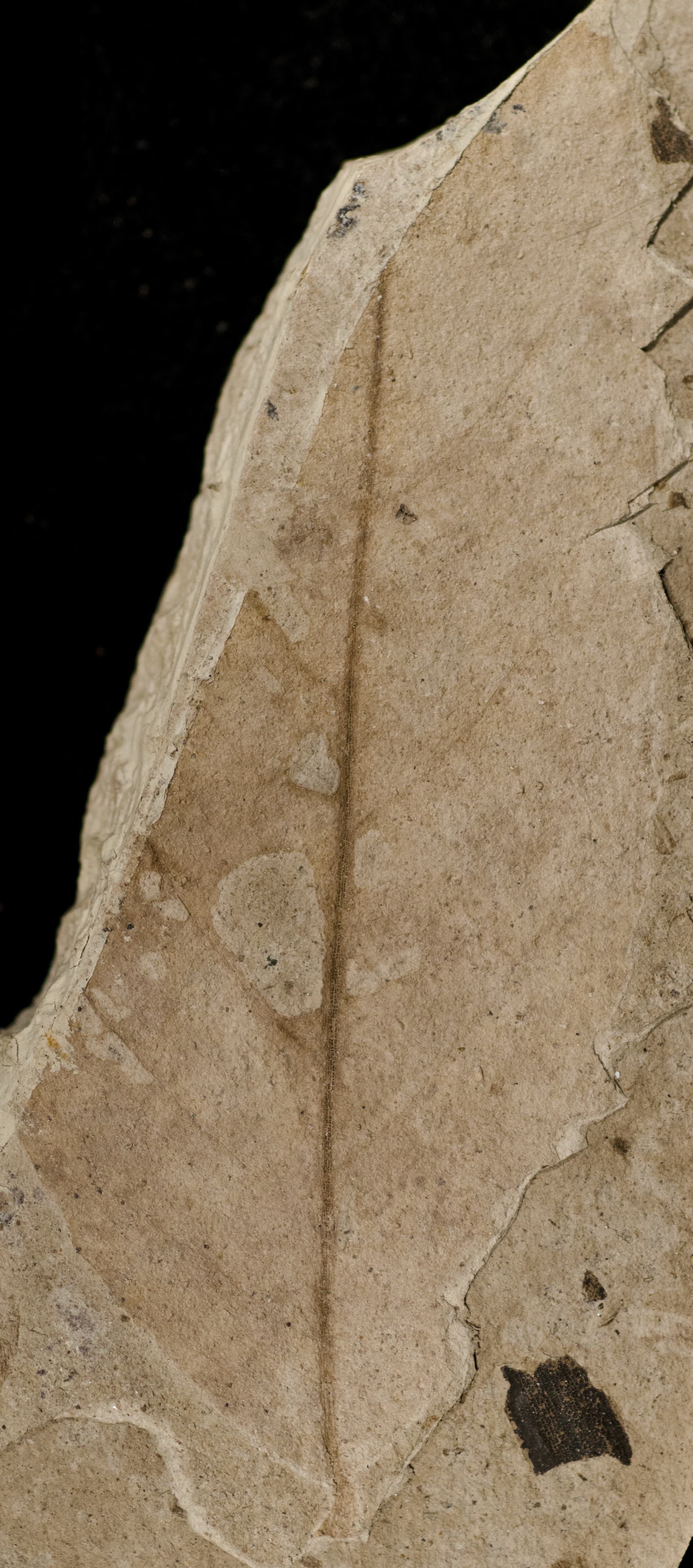 Fossil Image