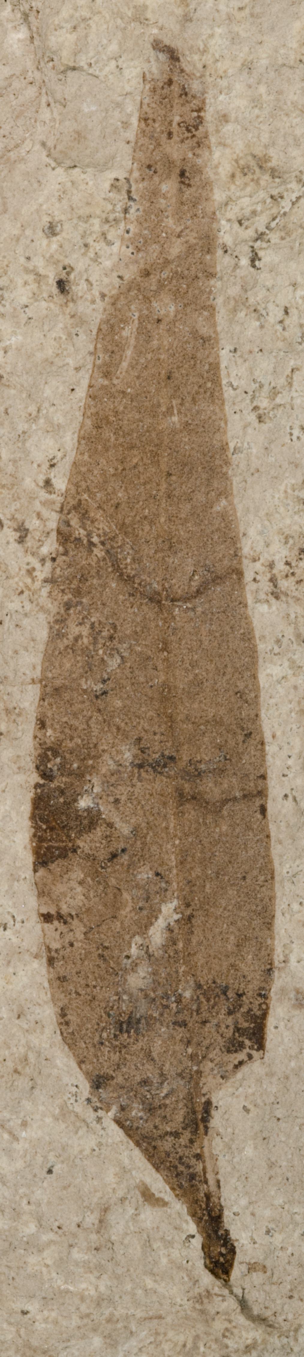 Fossil Image
