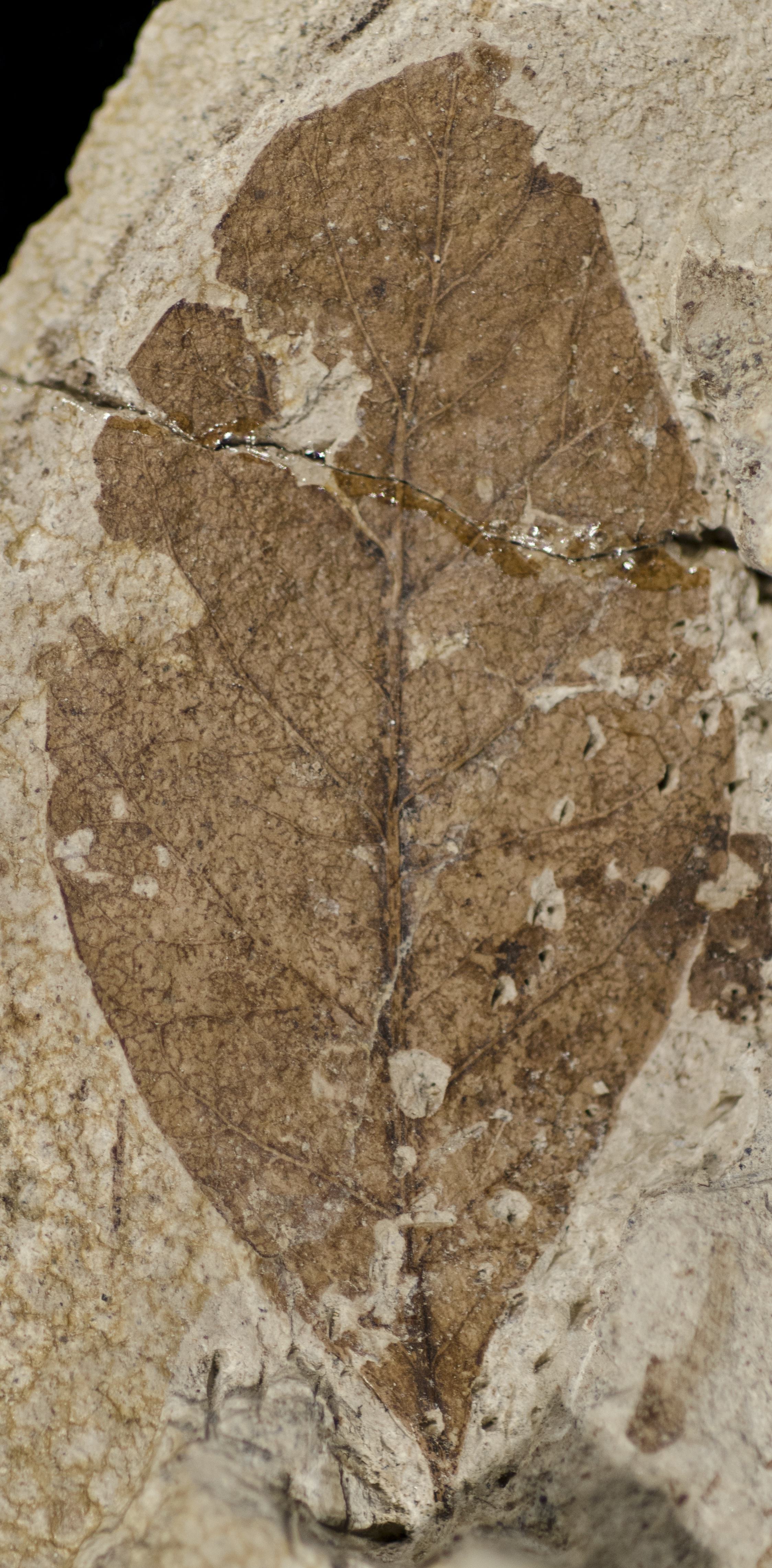 Fossil Image