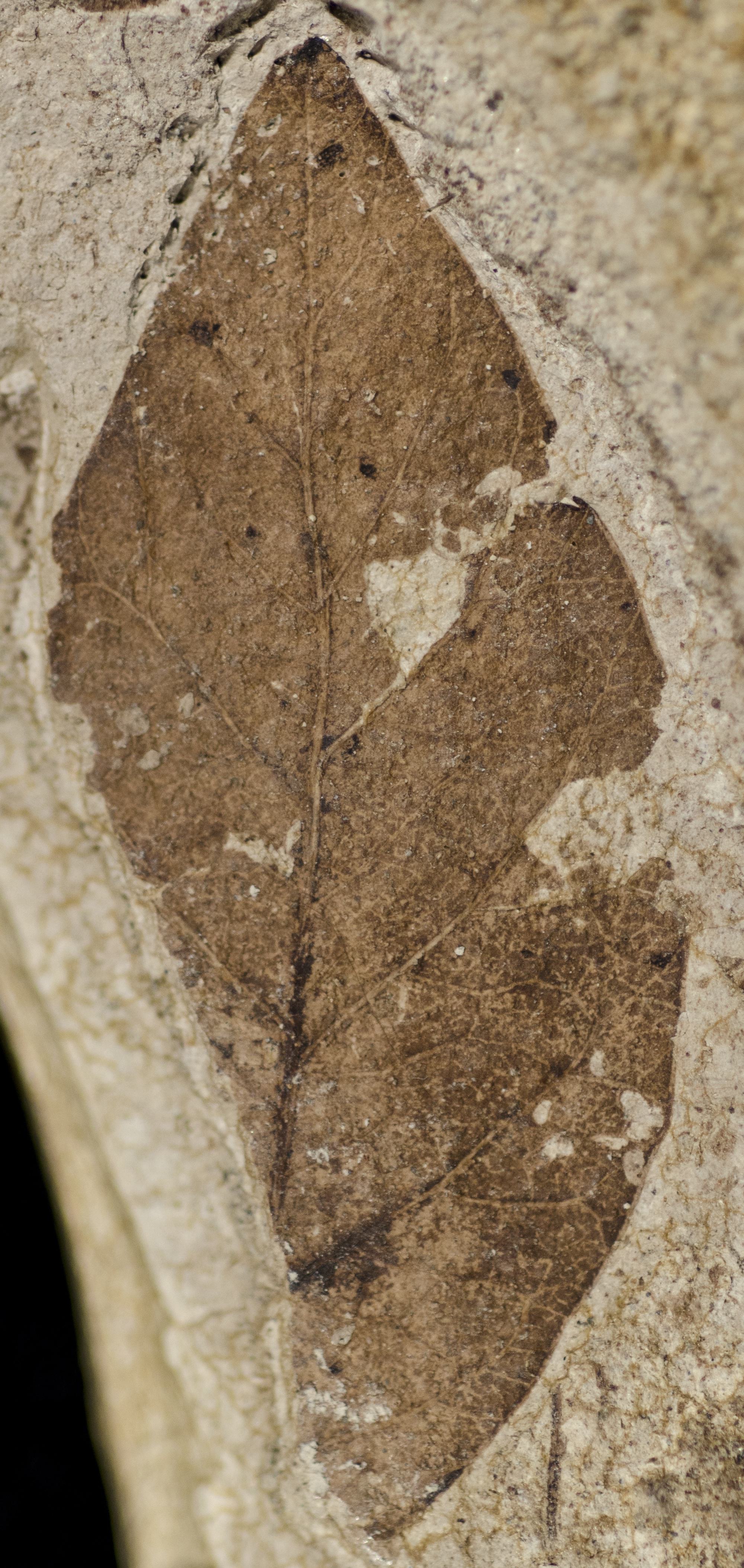 Fossil Image