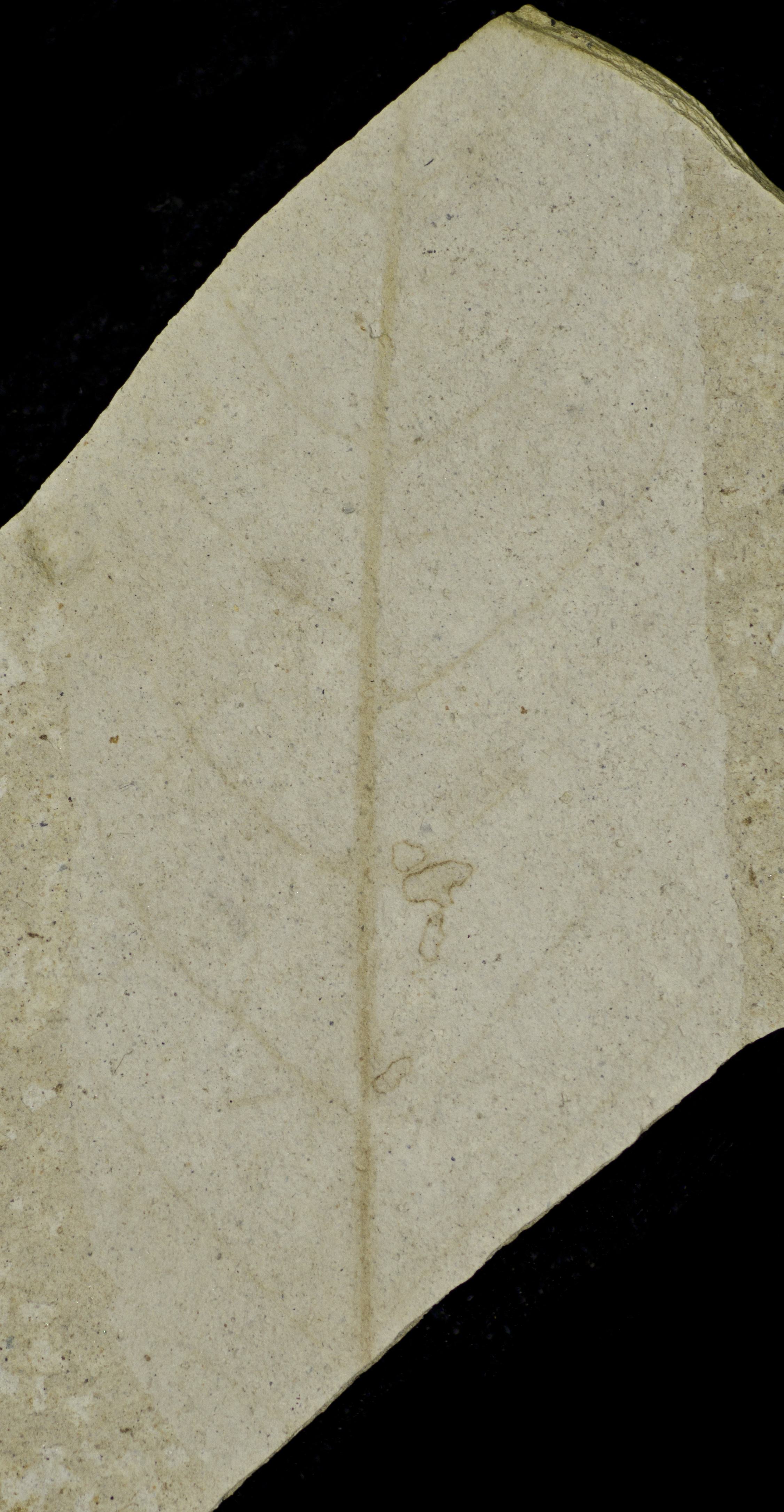 Fossil Image