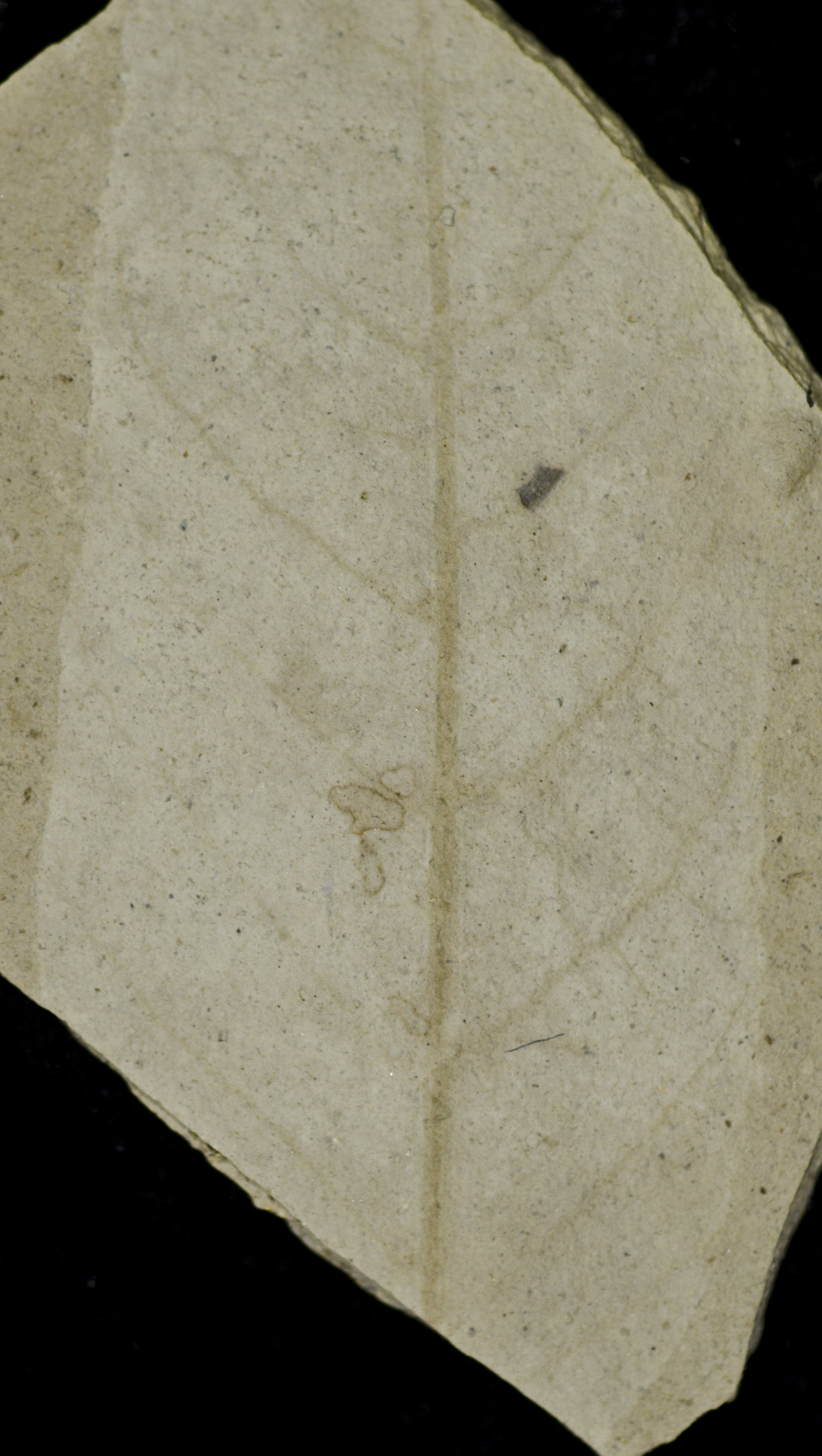 Sample 1 Image