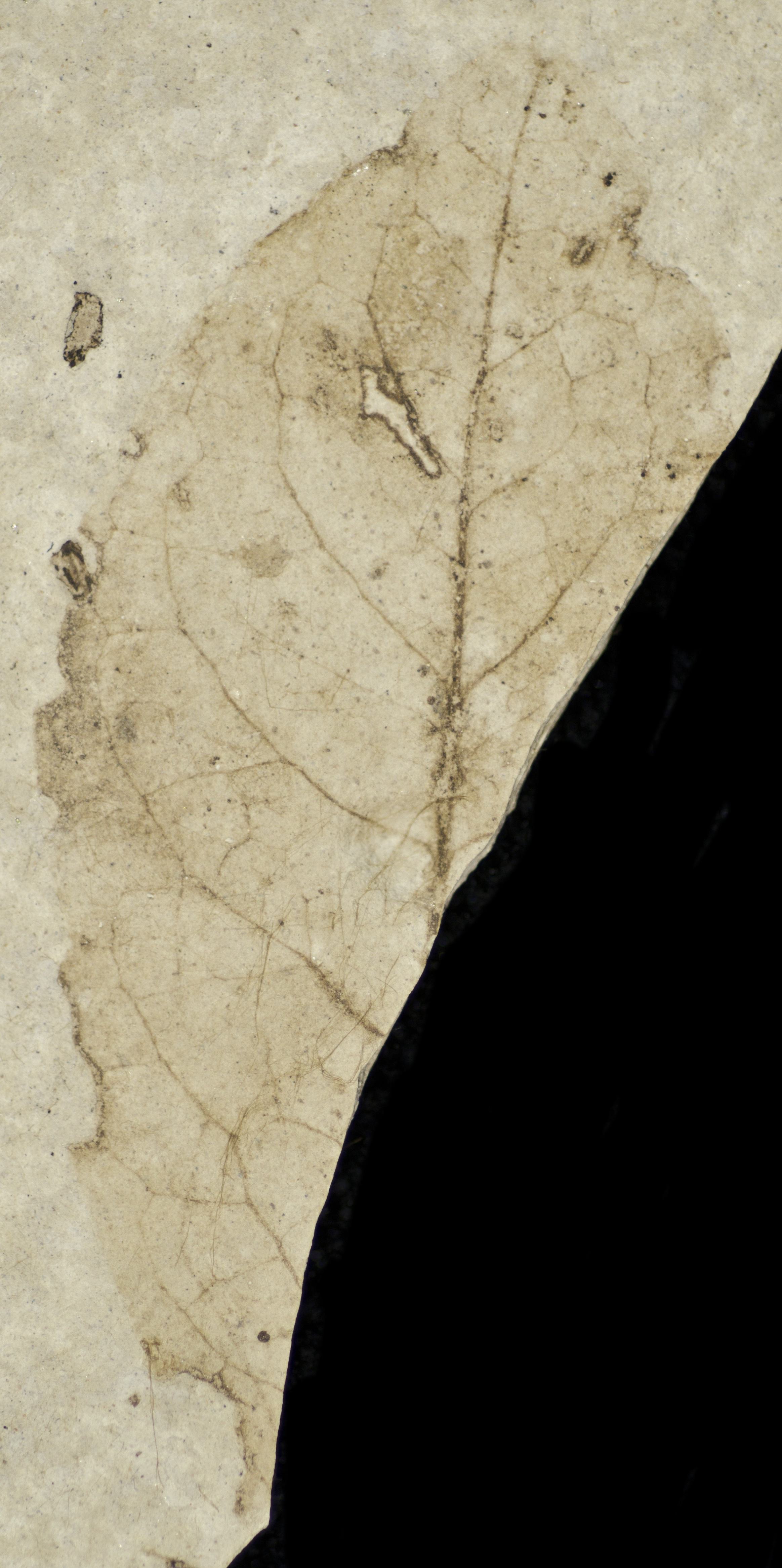 Fossil Image