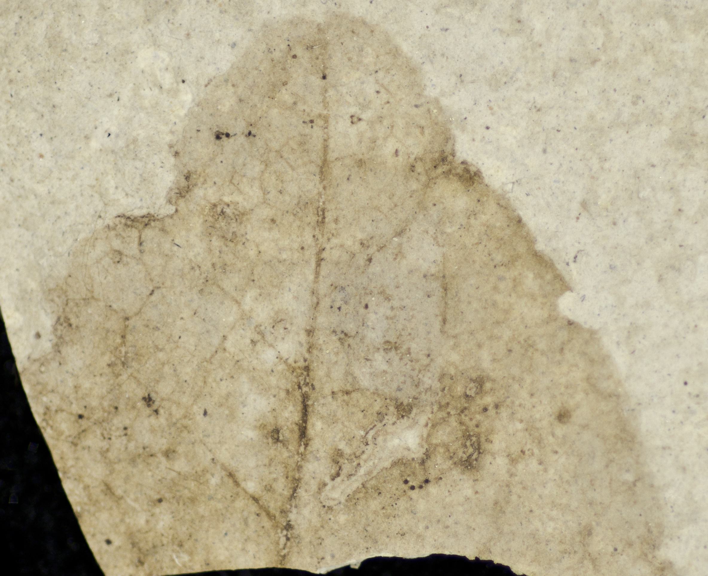 Sample 1 Image