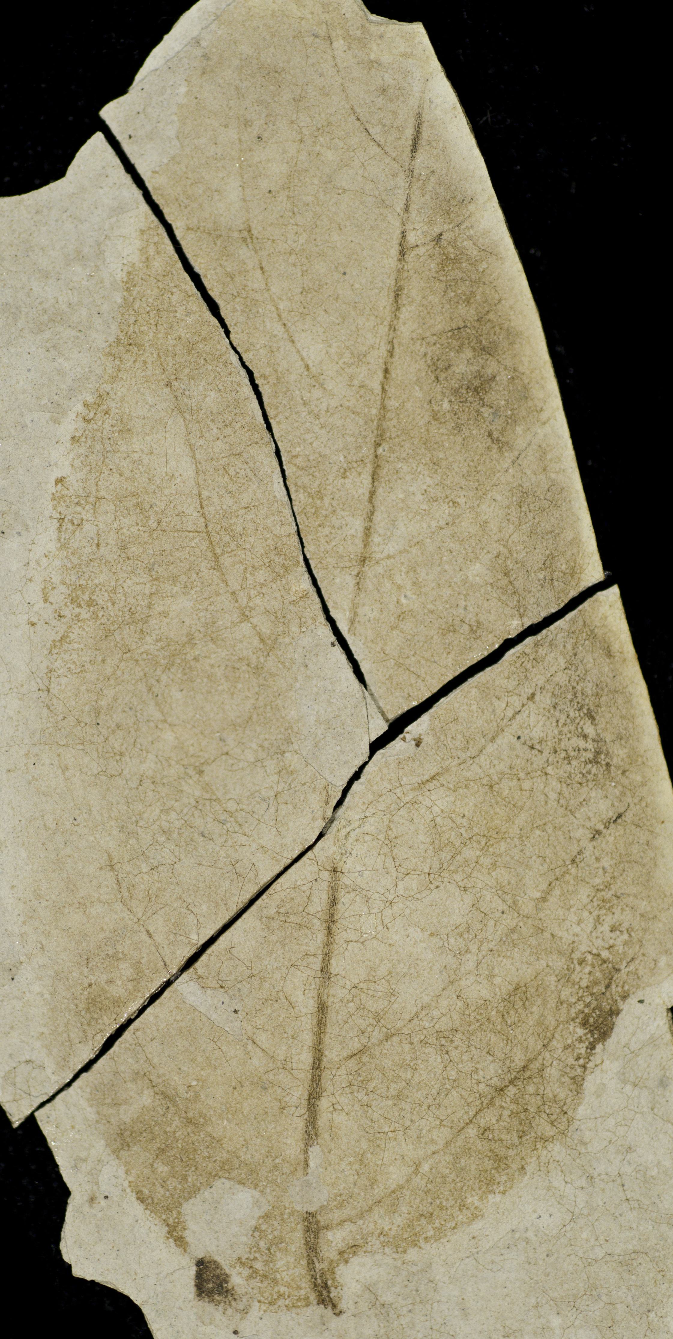 Fossil Image
