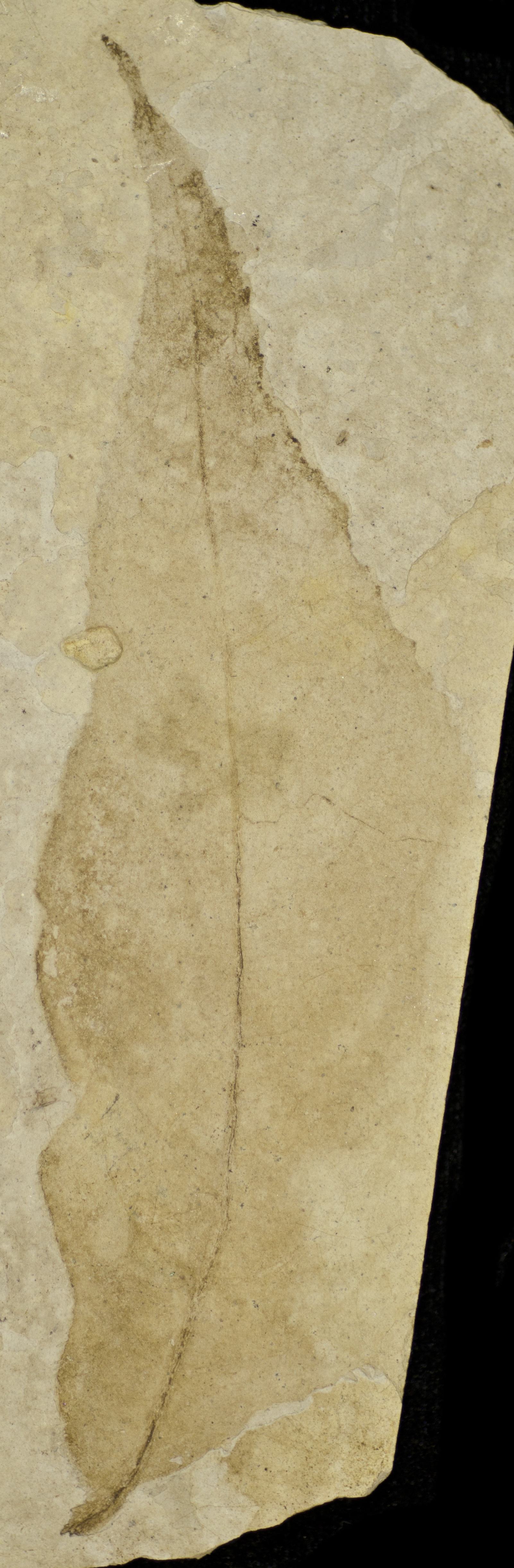 Fossil Image