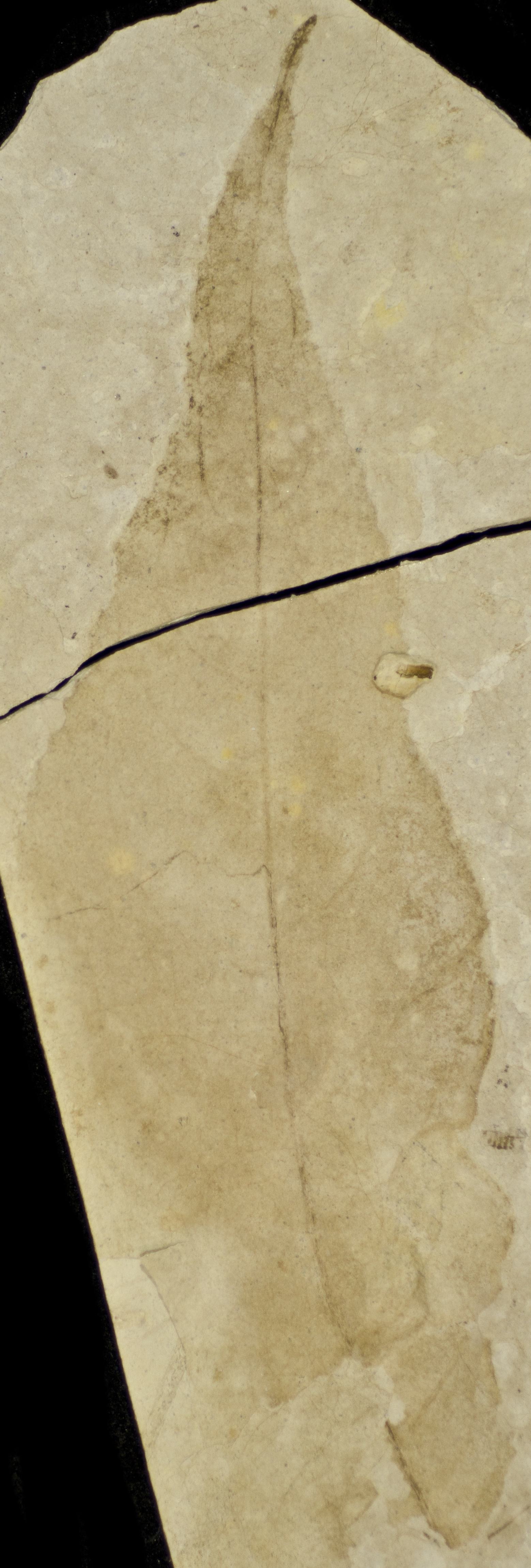 Fossil Image