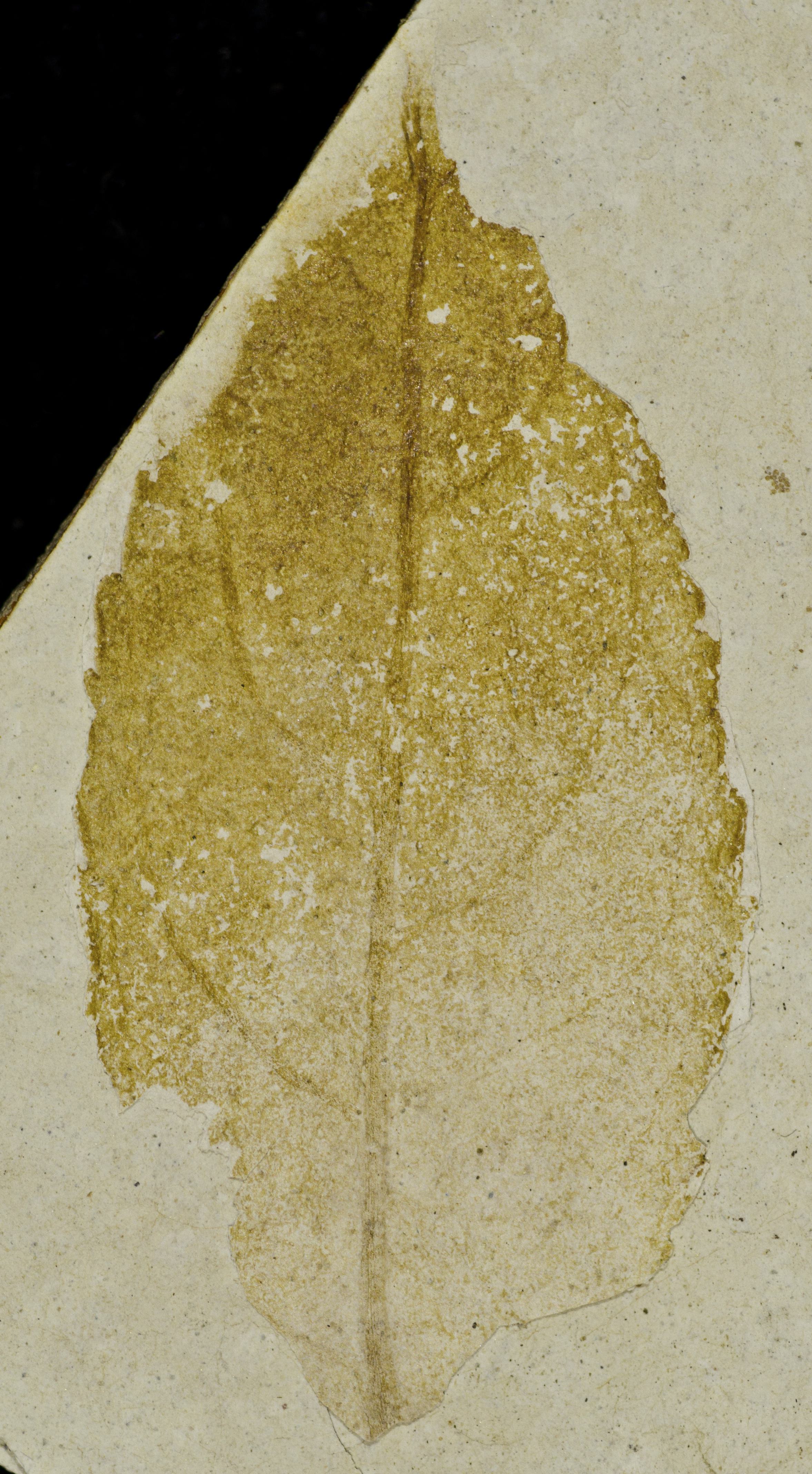 Fossil Image