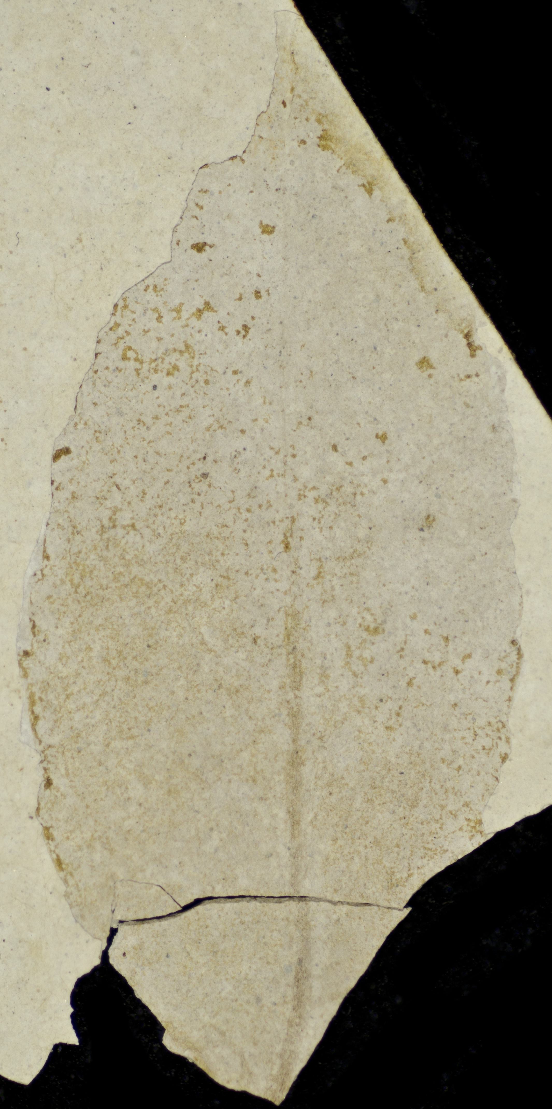 Sample 1 Image