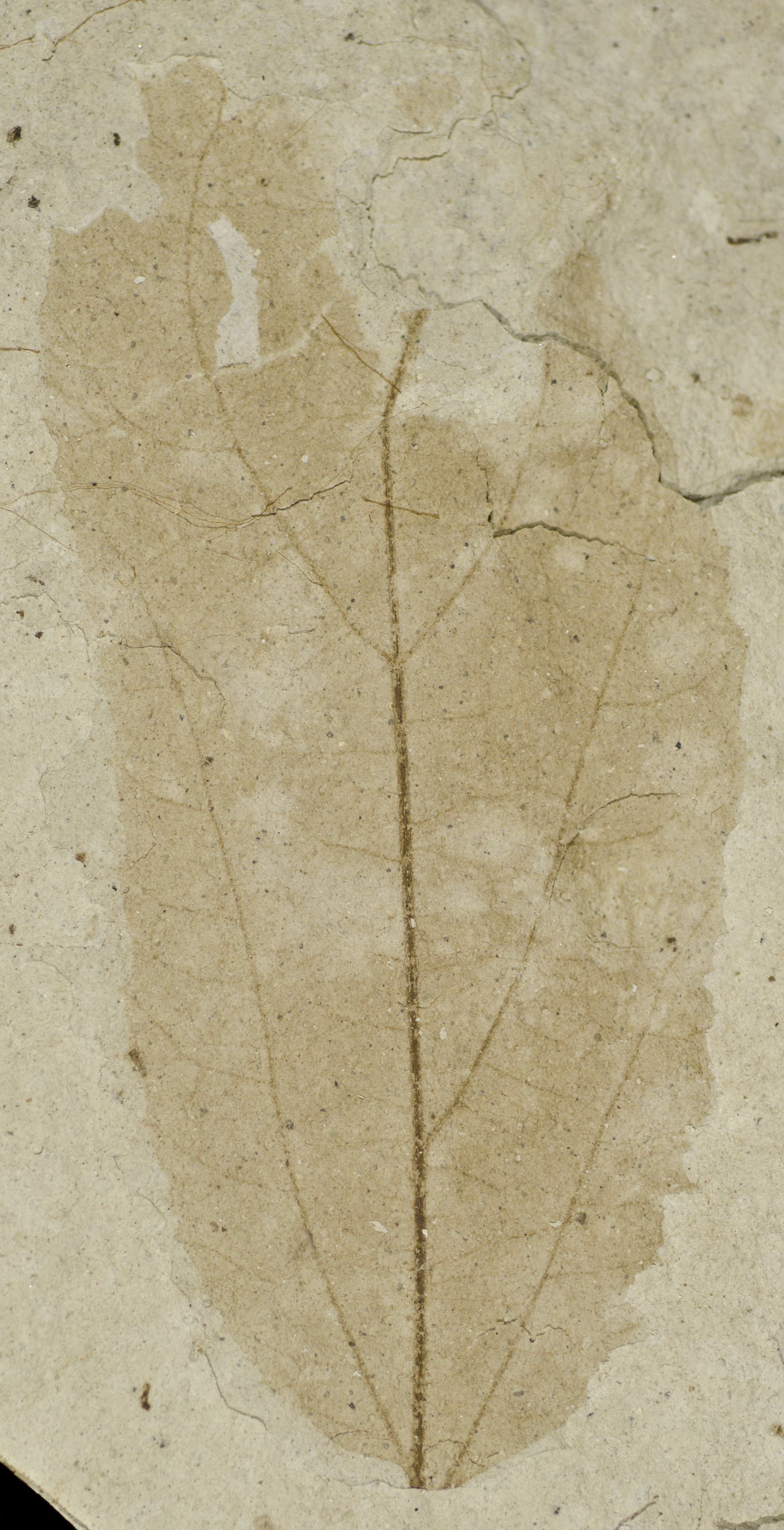 Fossil Image