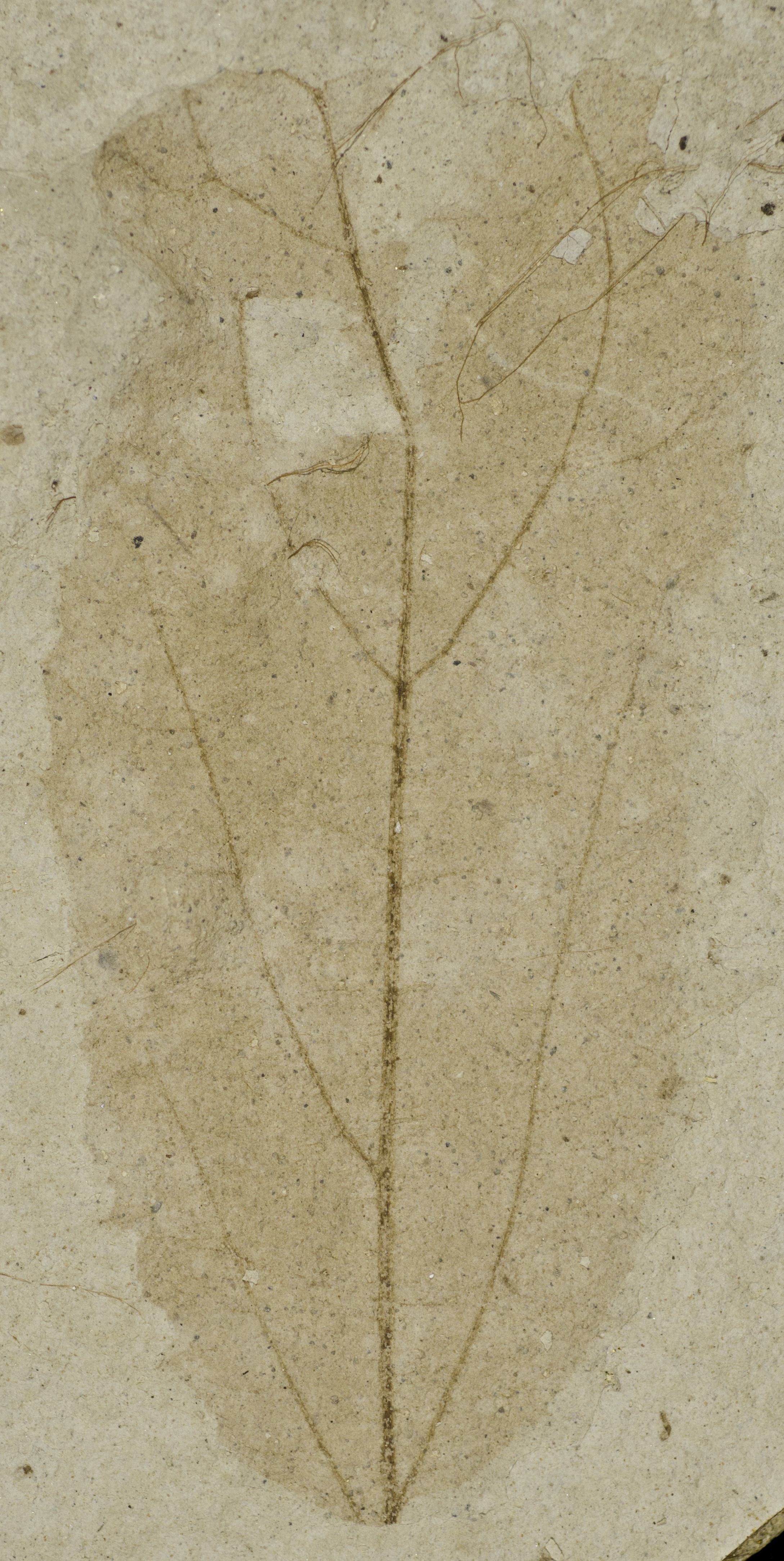 Fossil Image