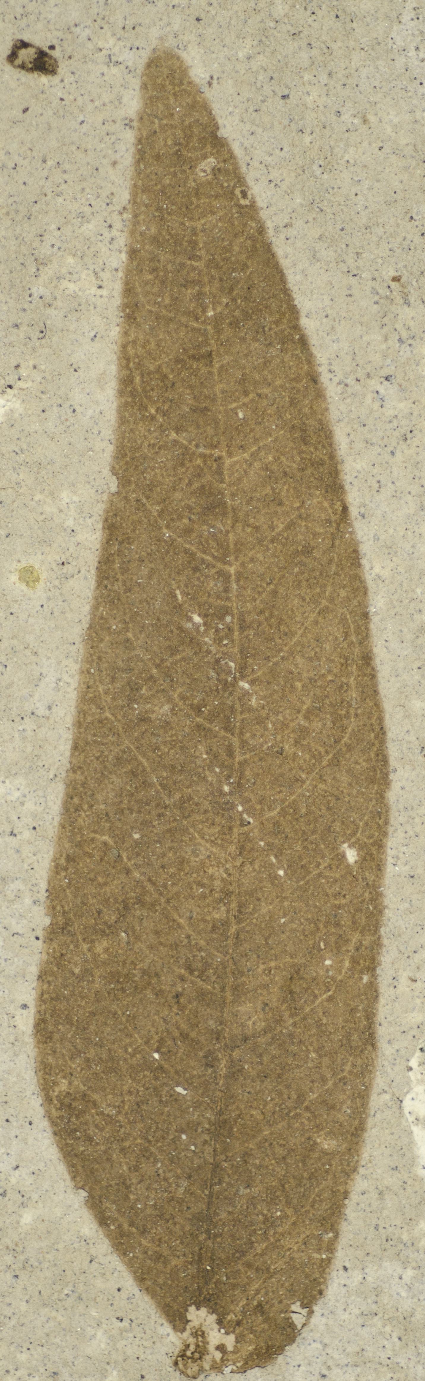 Fossil Image