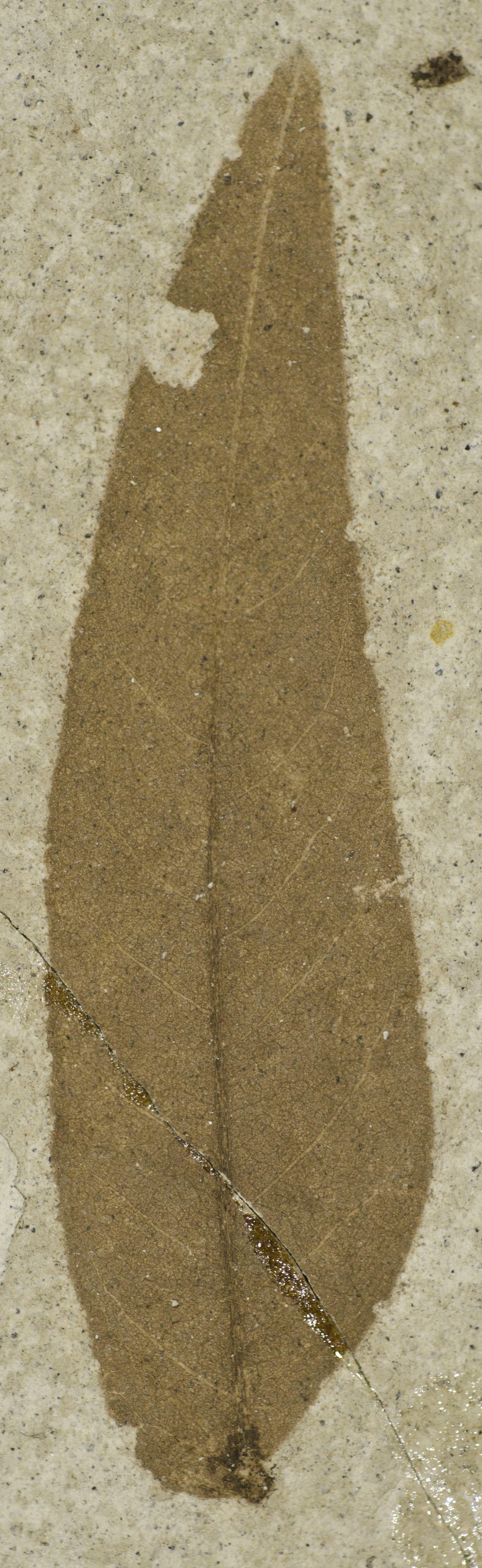 Fossil Image