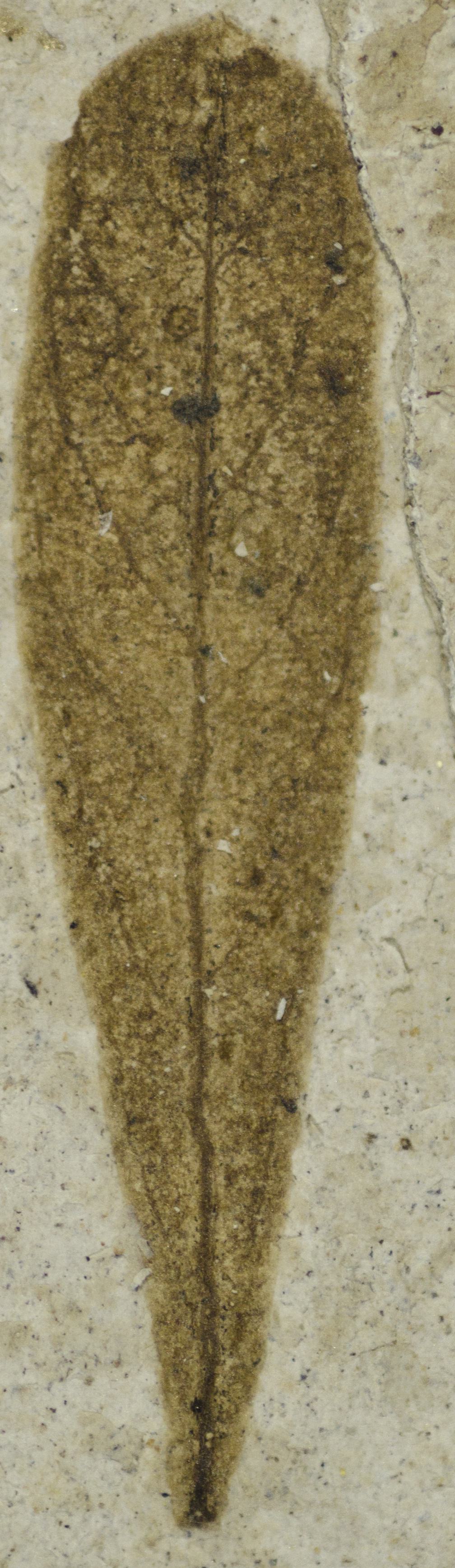 Fossil Image