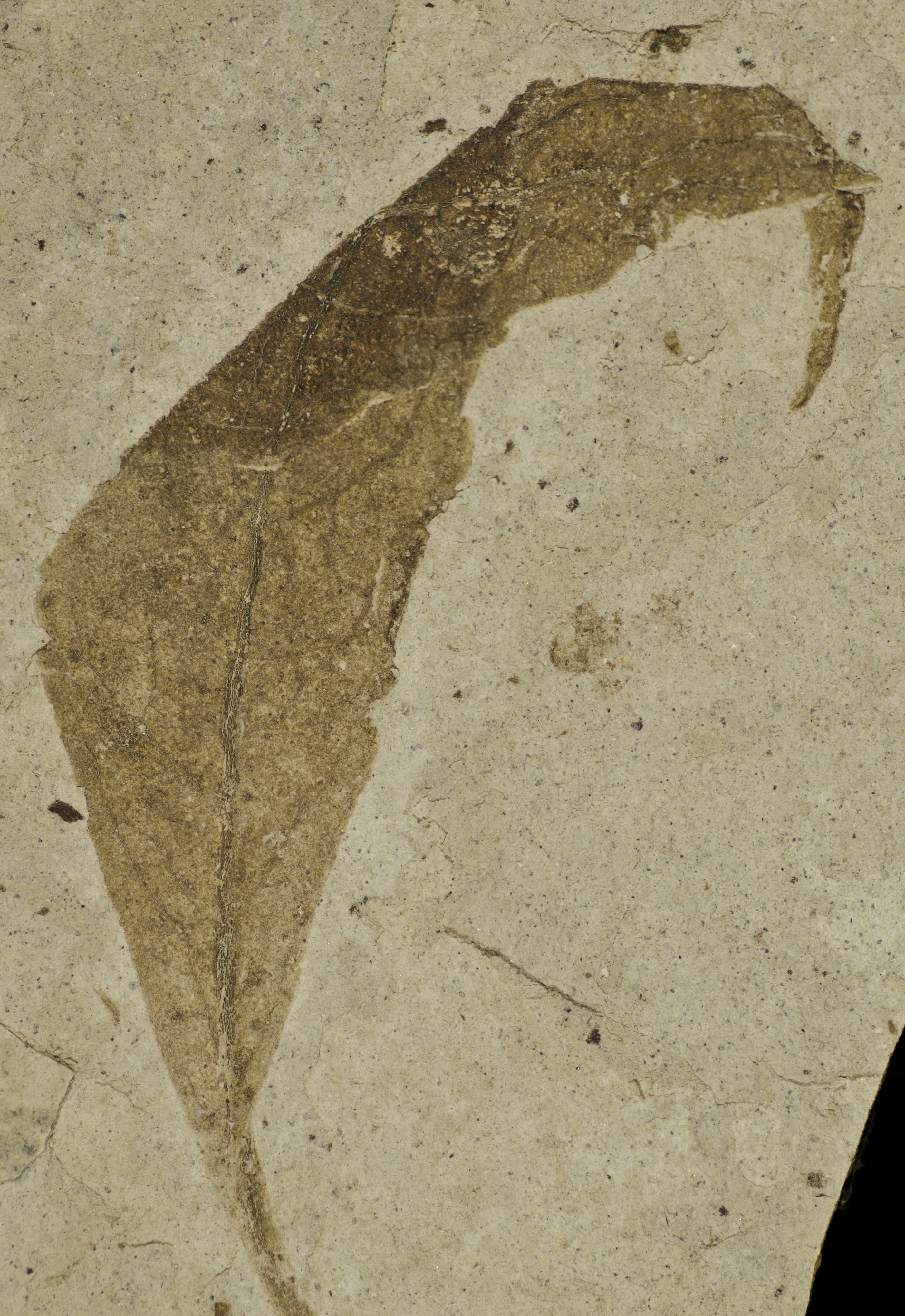 Fossil Image