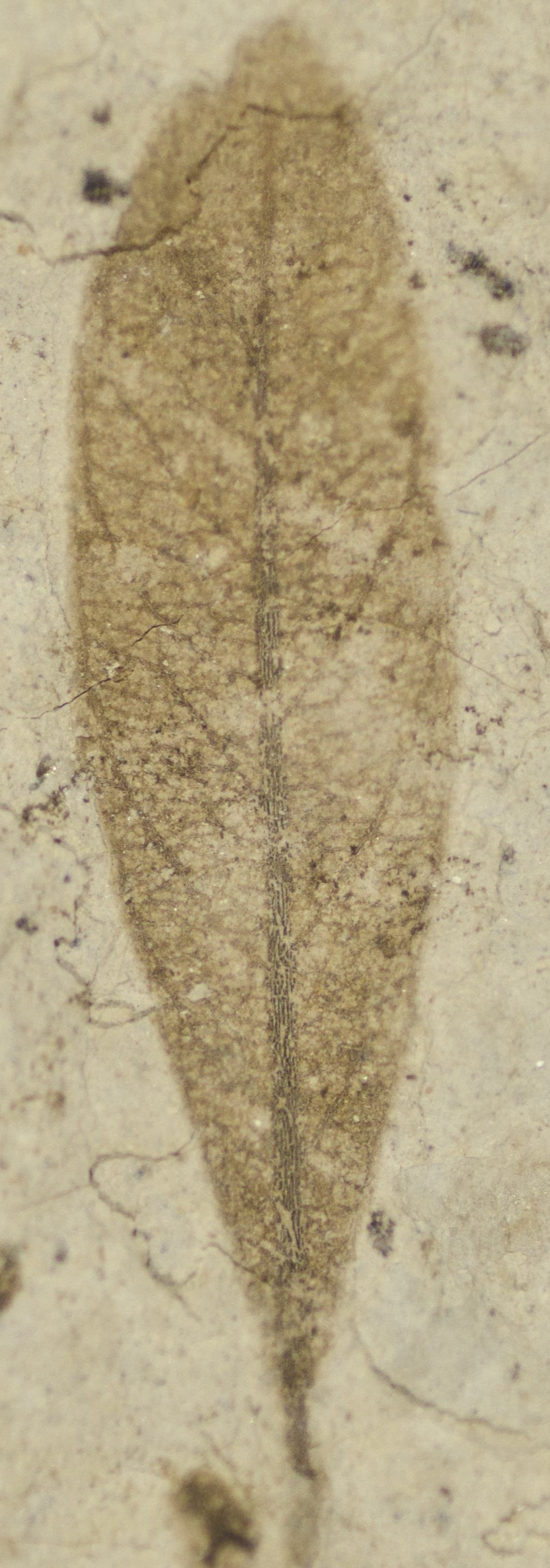 Fossil Image