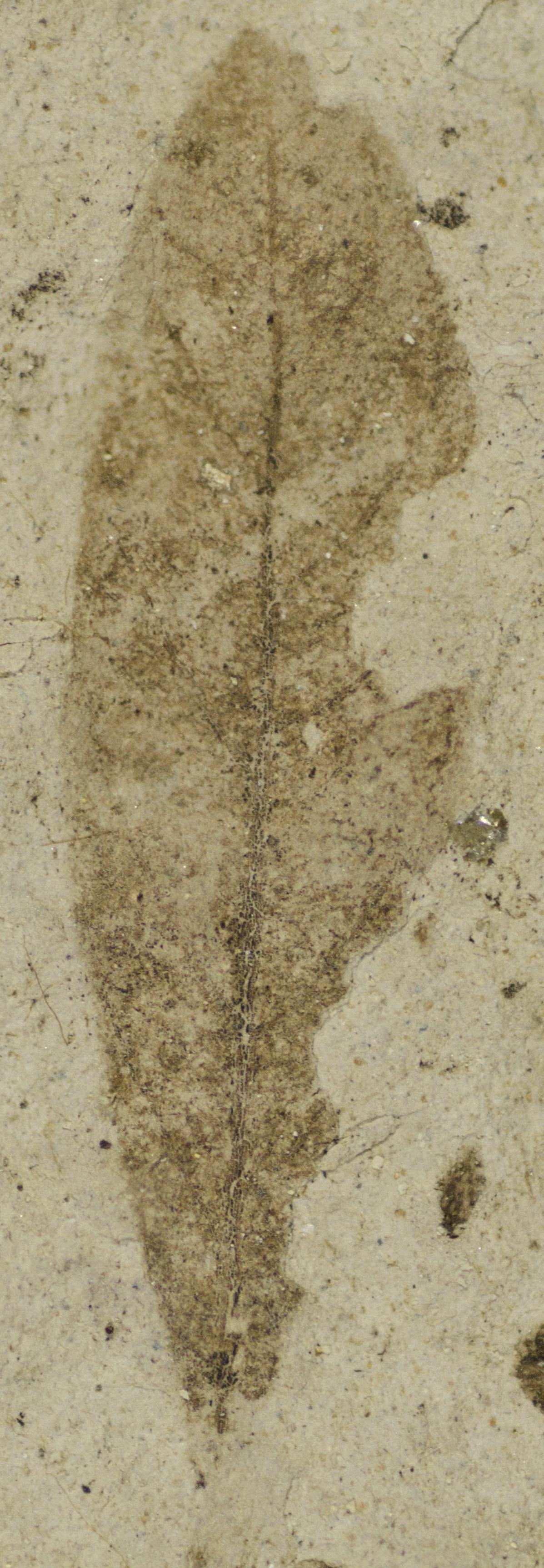 Fossil Image