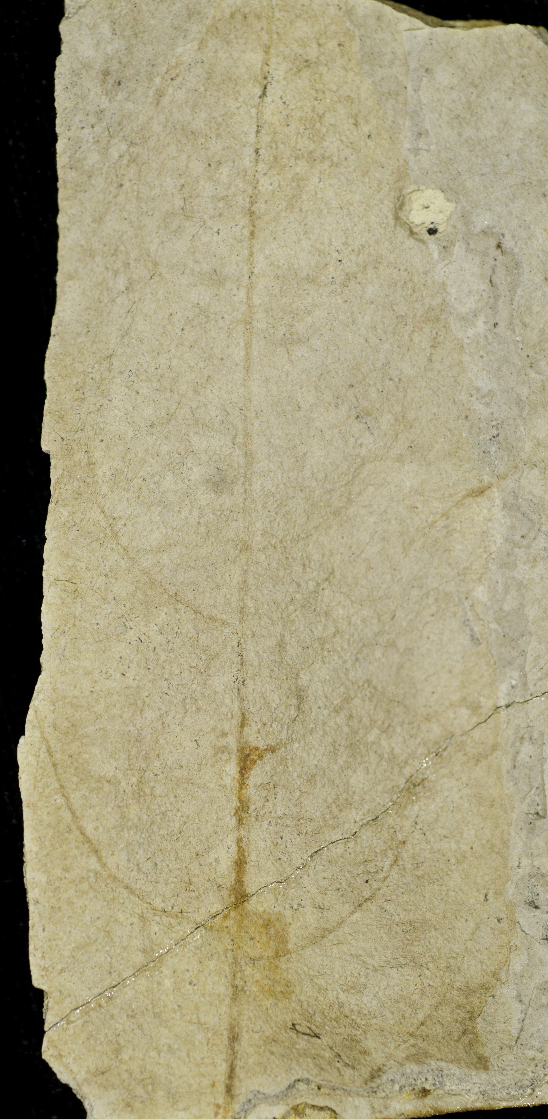 Fossil Image