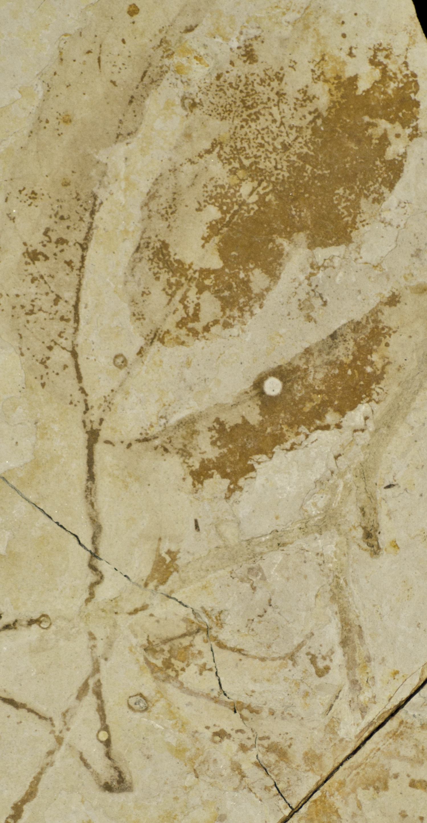 Fossil Image