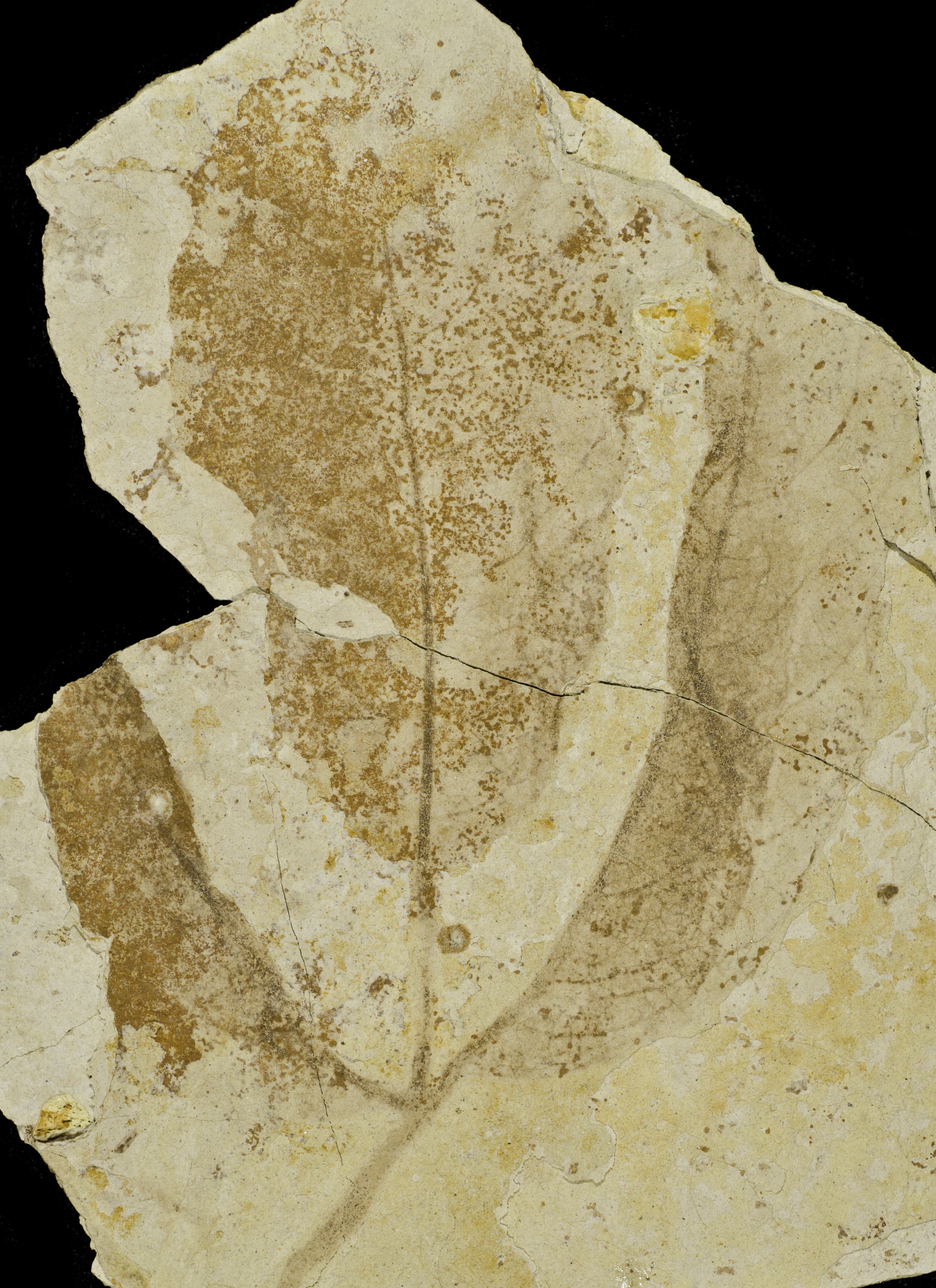 Fossil Image