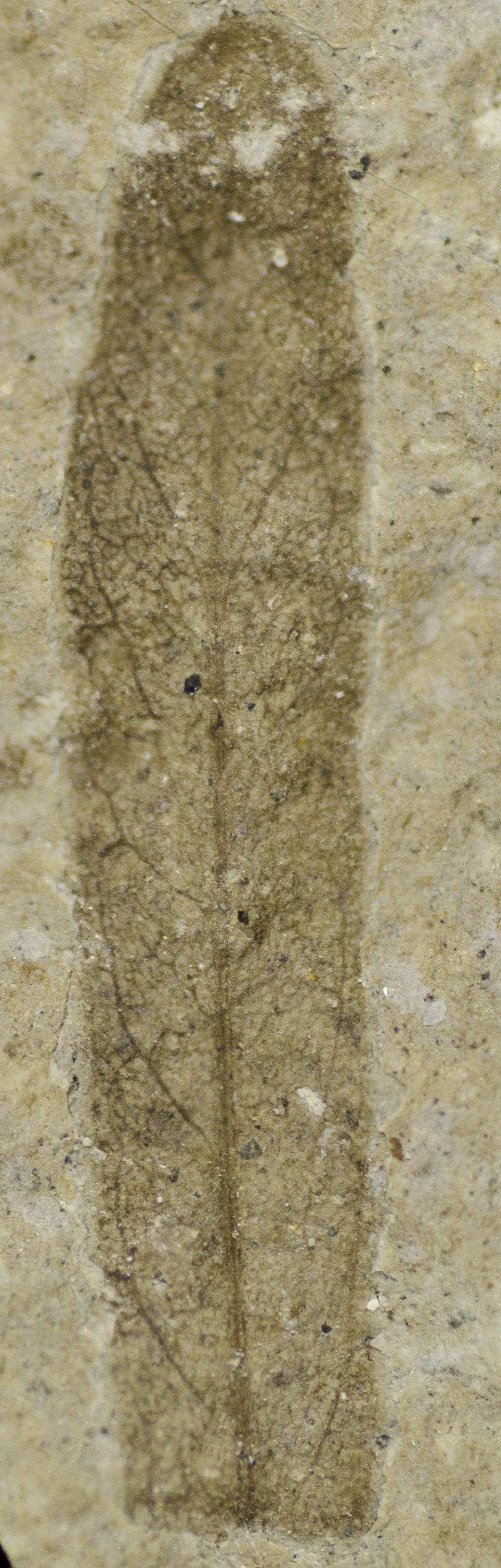 Fossil Image