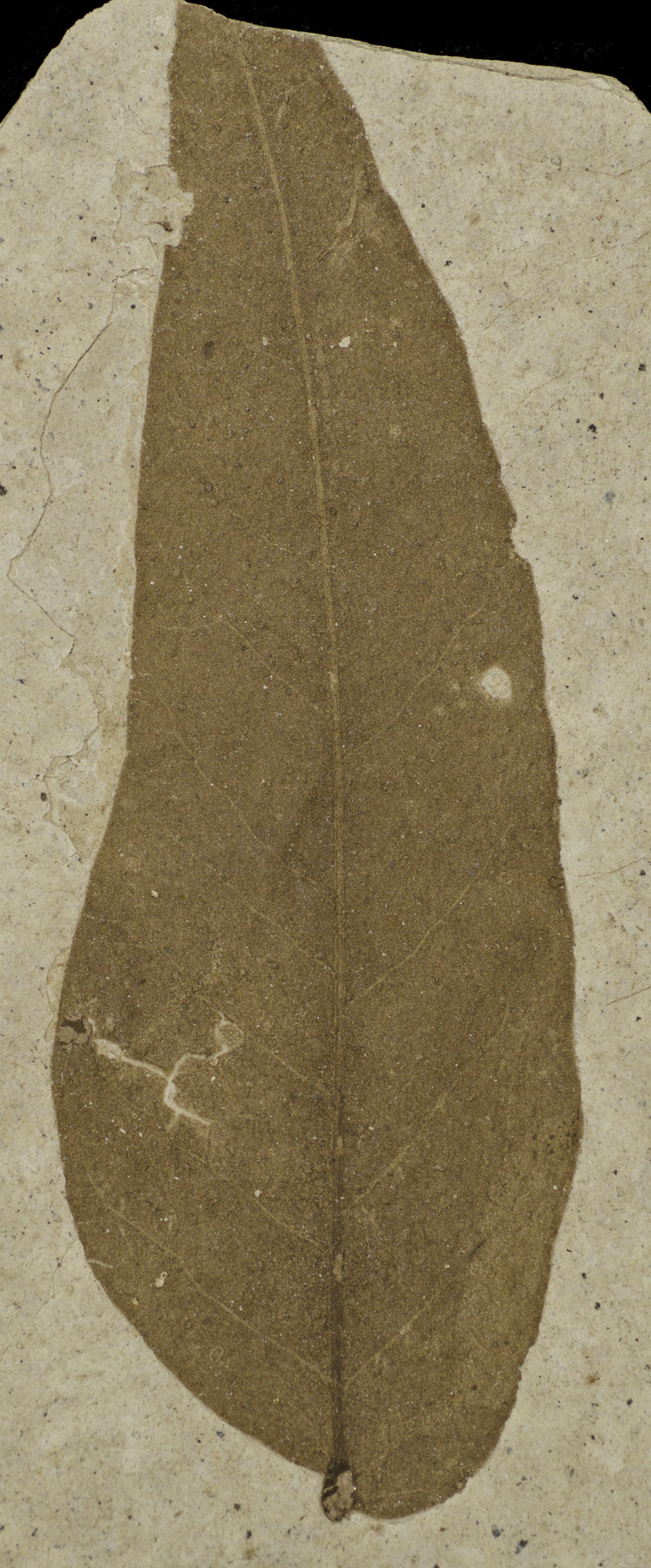 Fossil Image