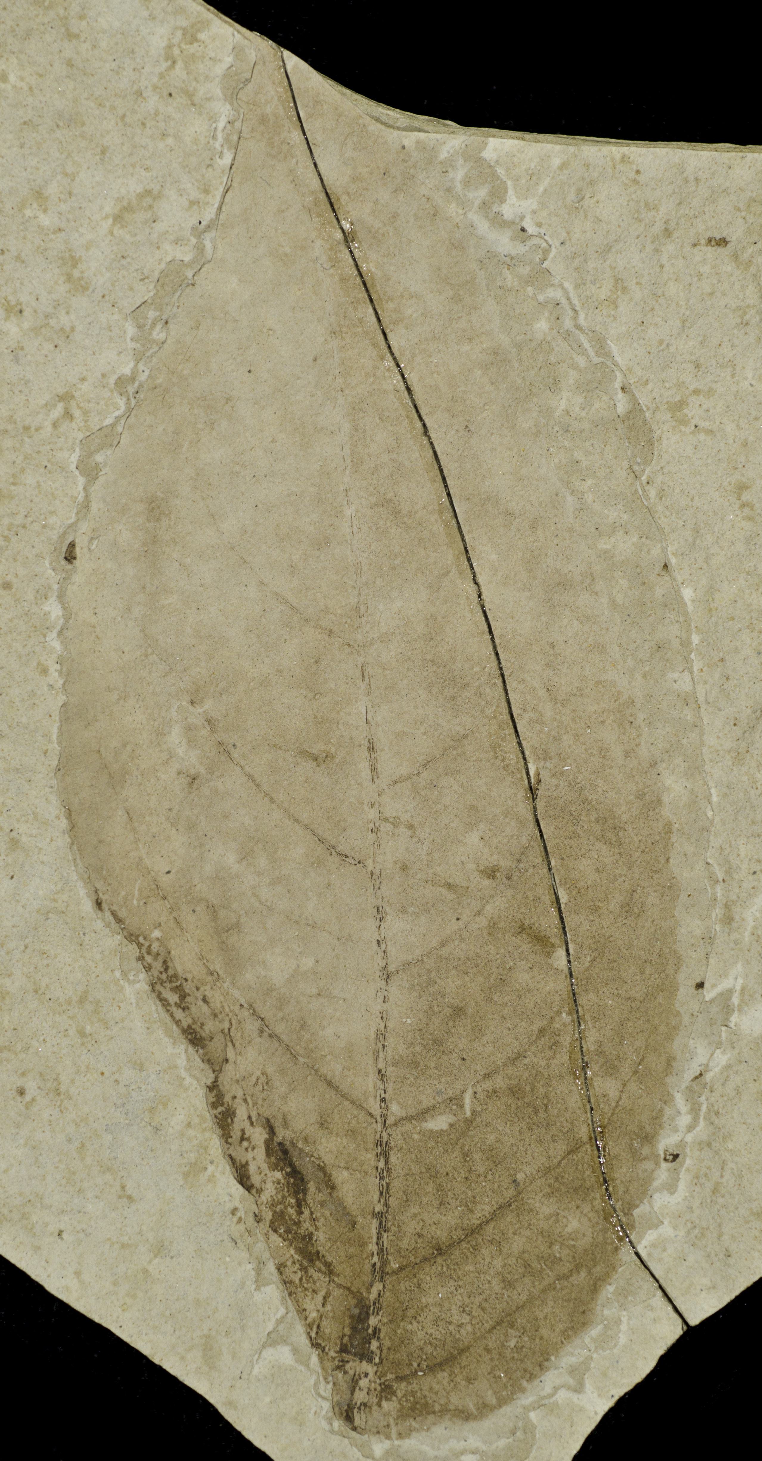 Fossil Image