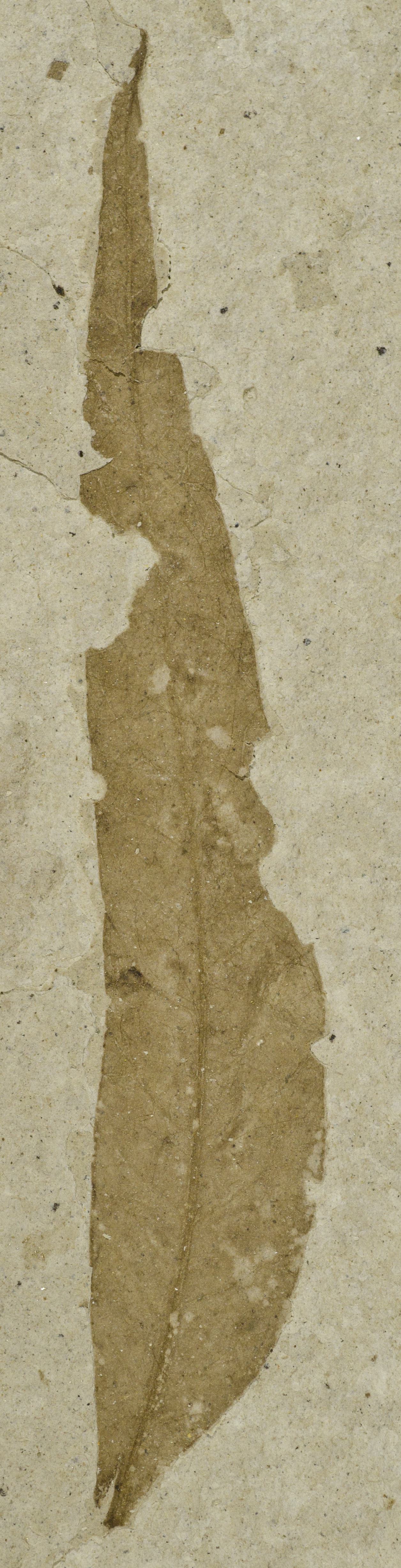 Fossil Image