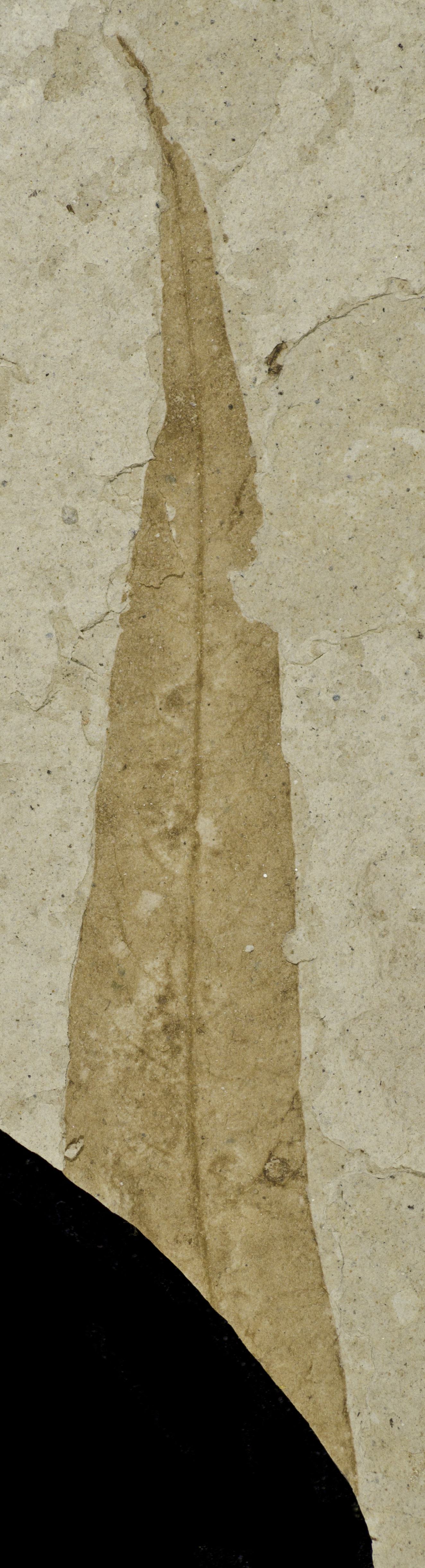 Fossil Image