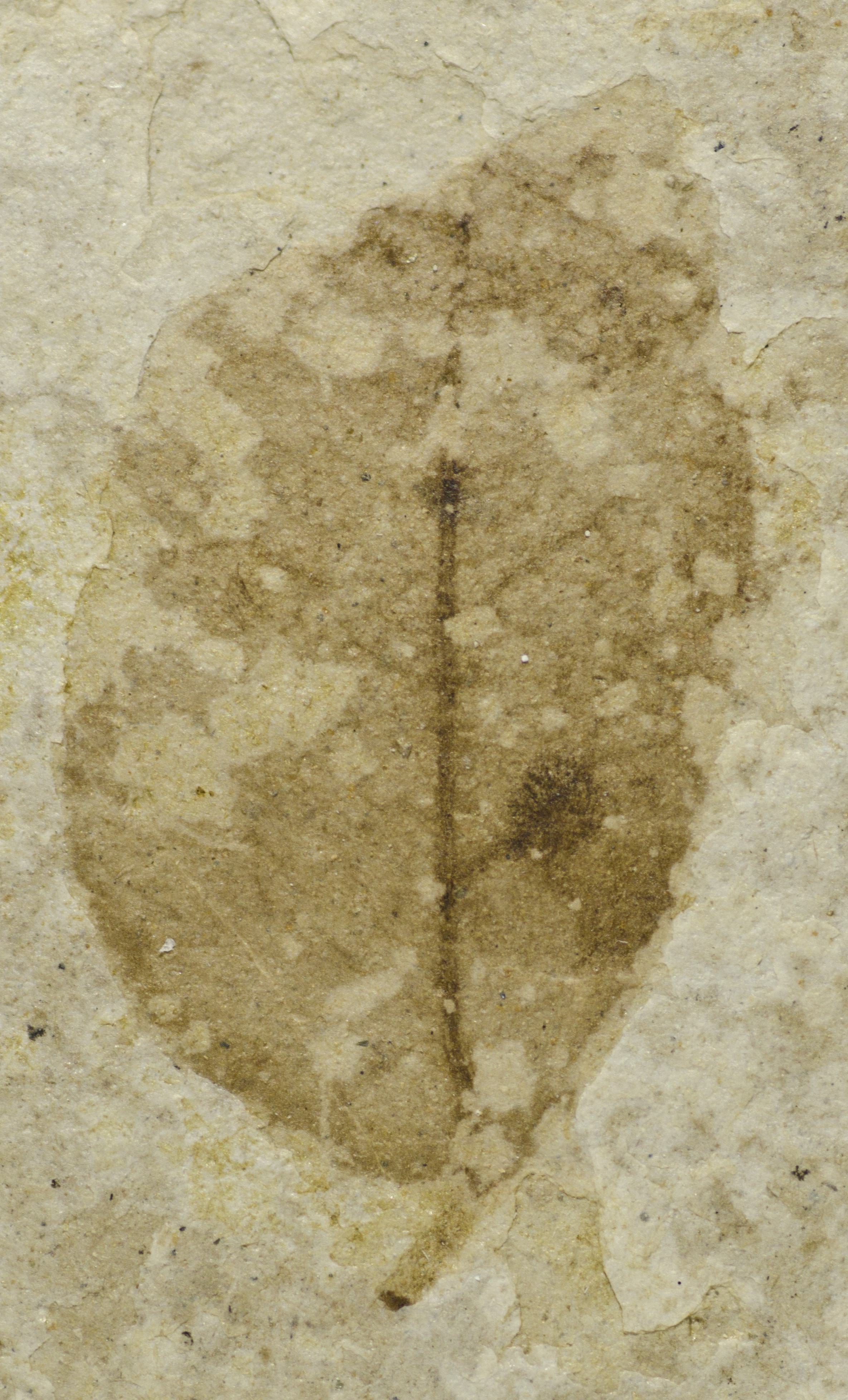 Fossil Image