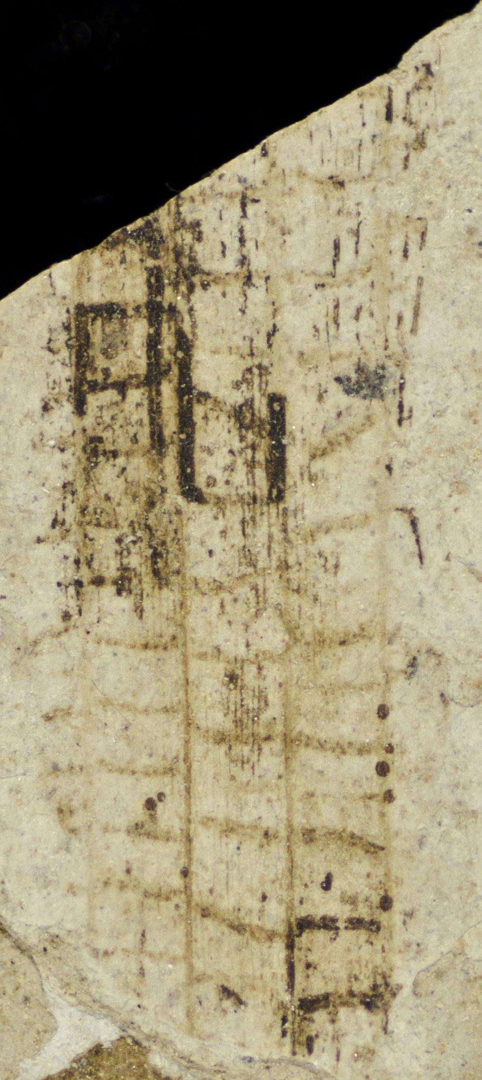 Sample 1 Image
