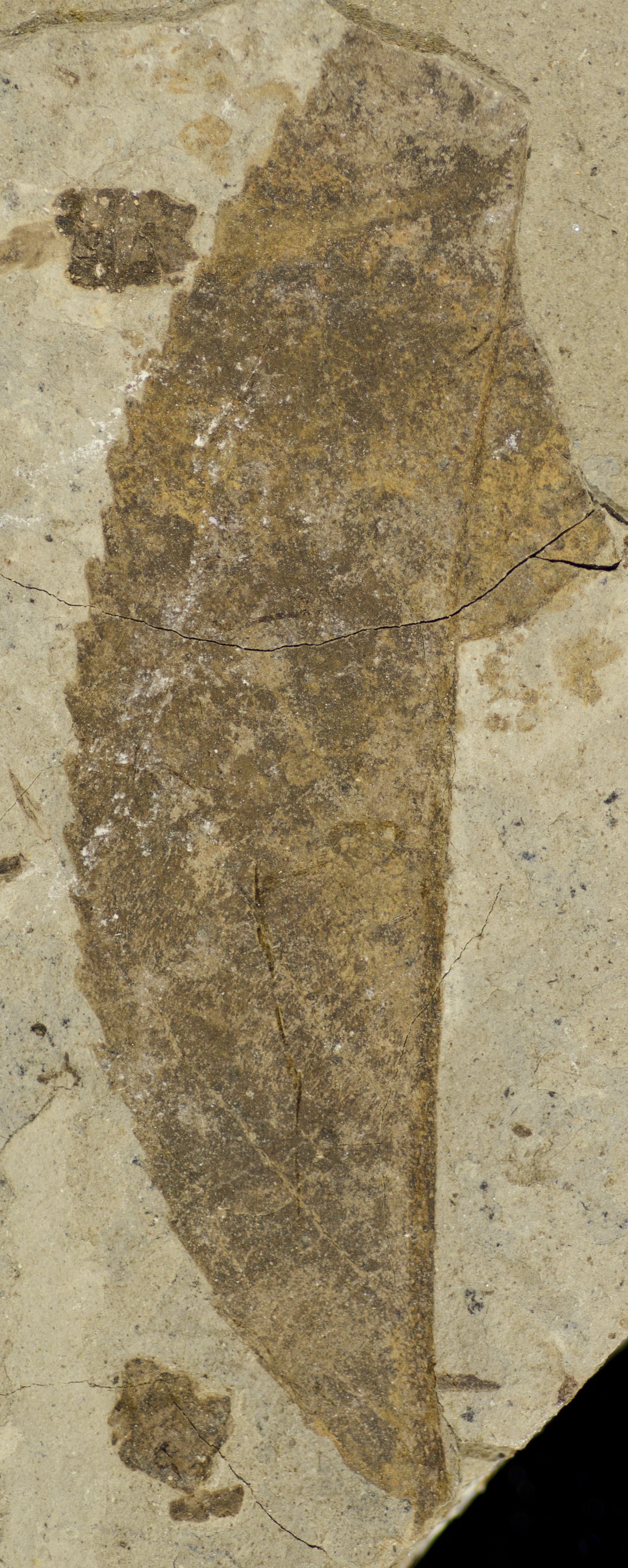 Fossil Image