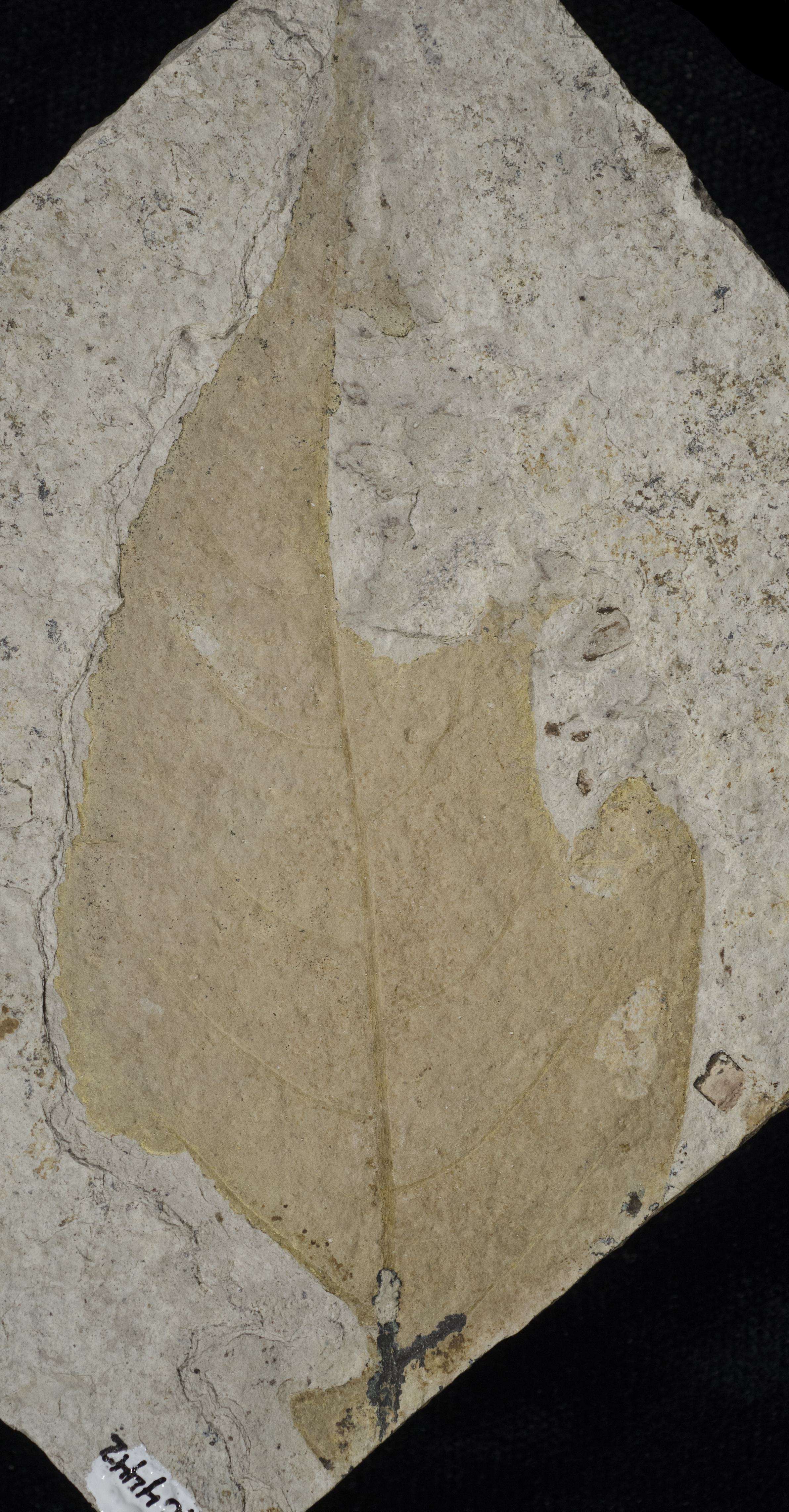 Sample 1 Image