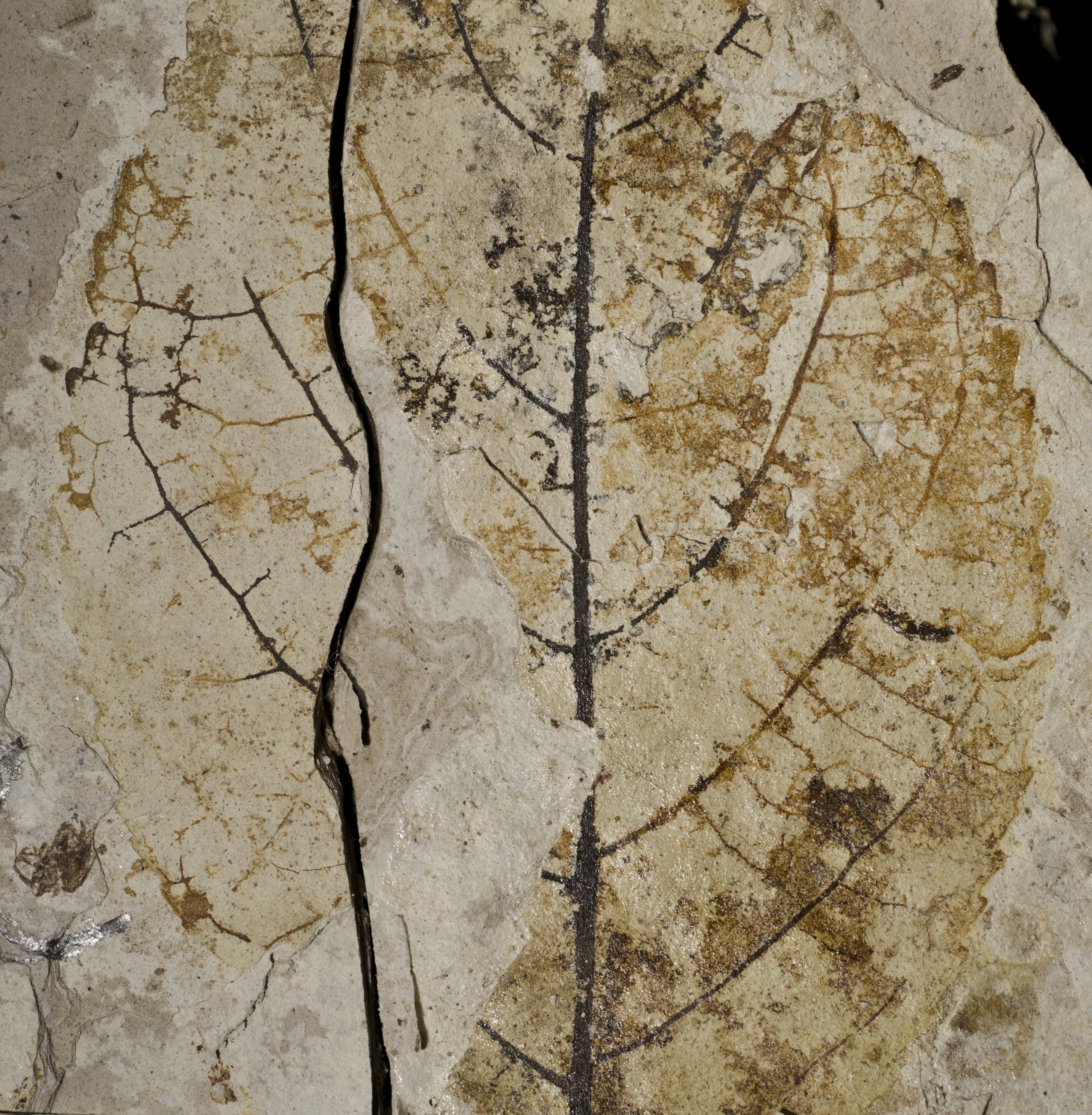 Fossil Image