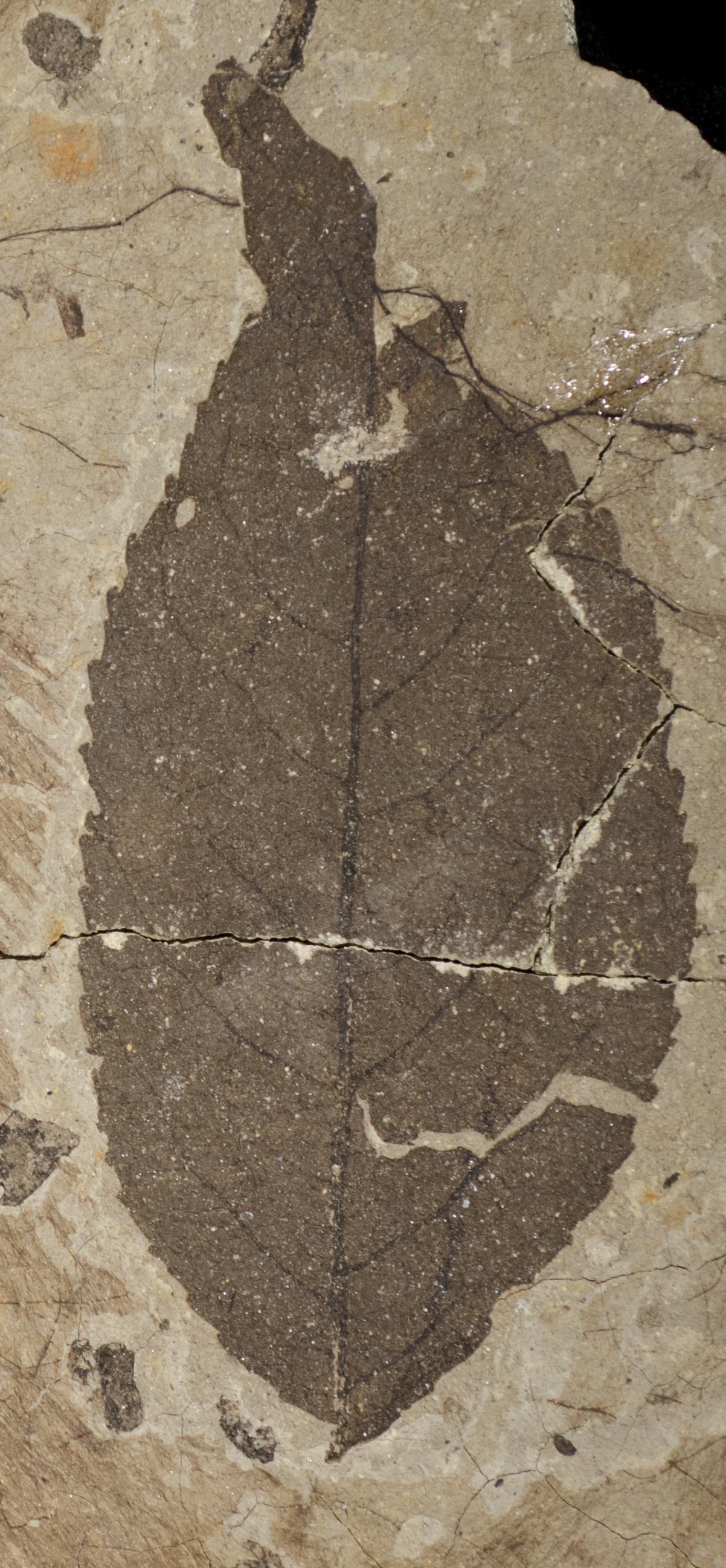 Fossil Image