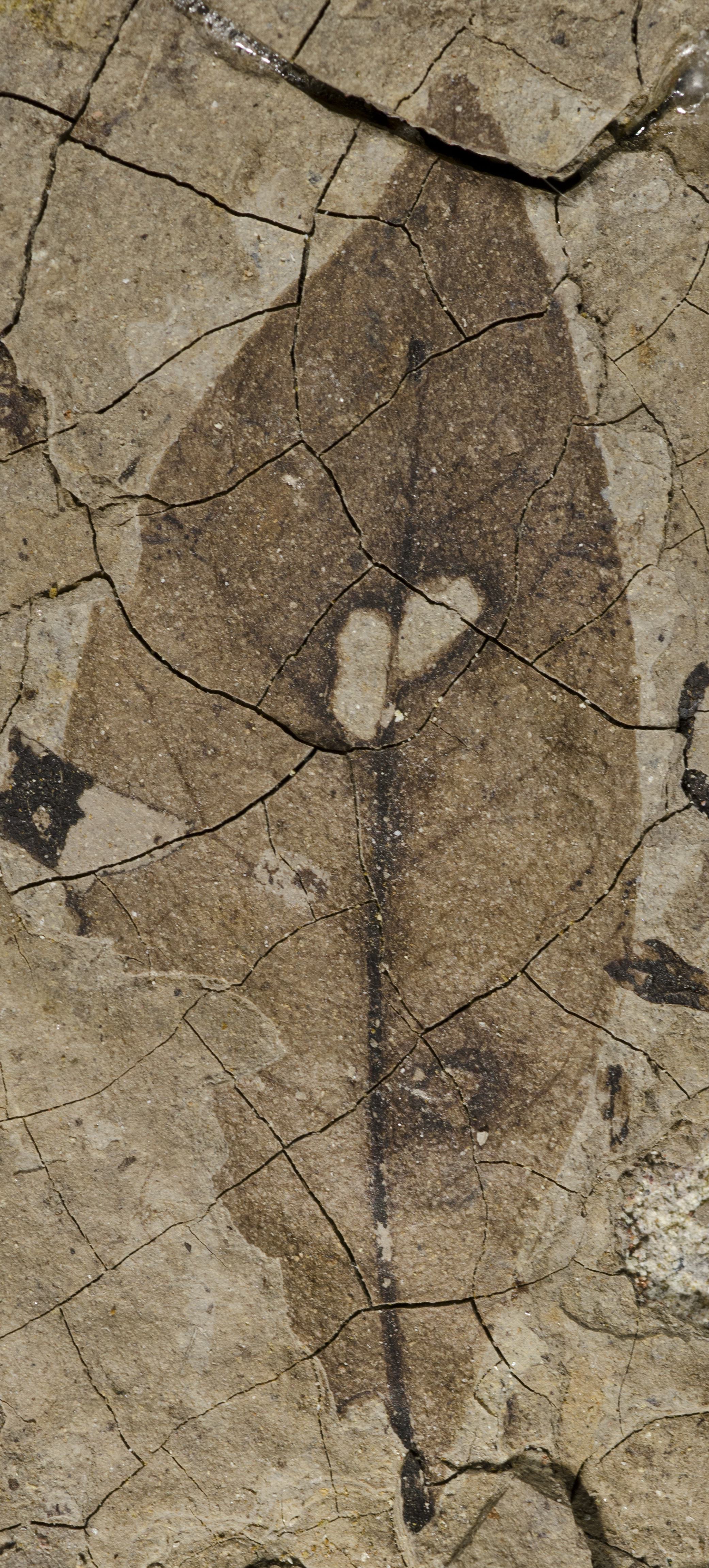 Sample 1 Image