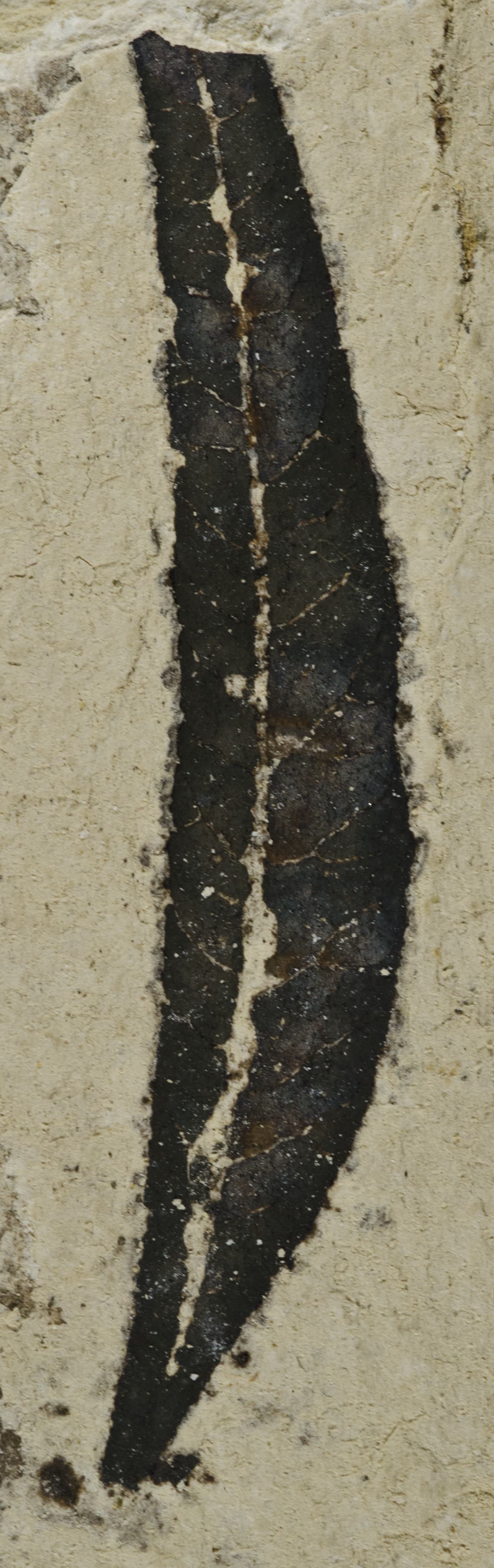 Fossil Image