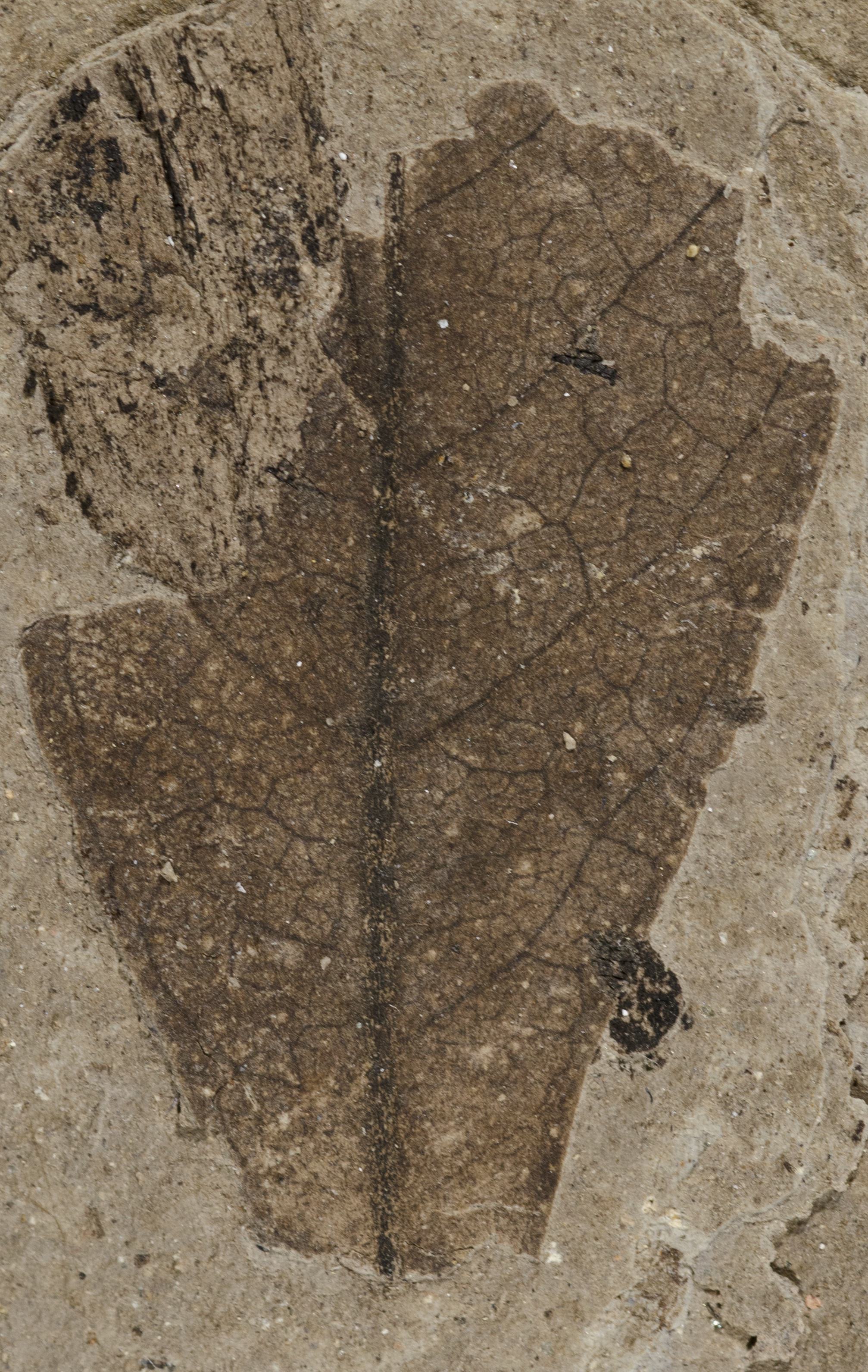 Sample 1 Image