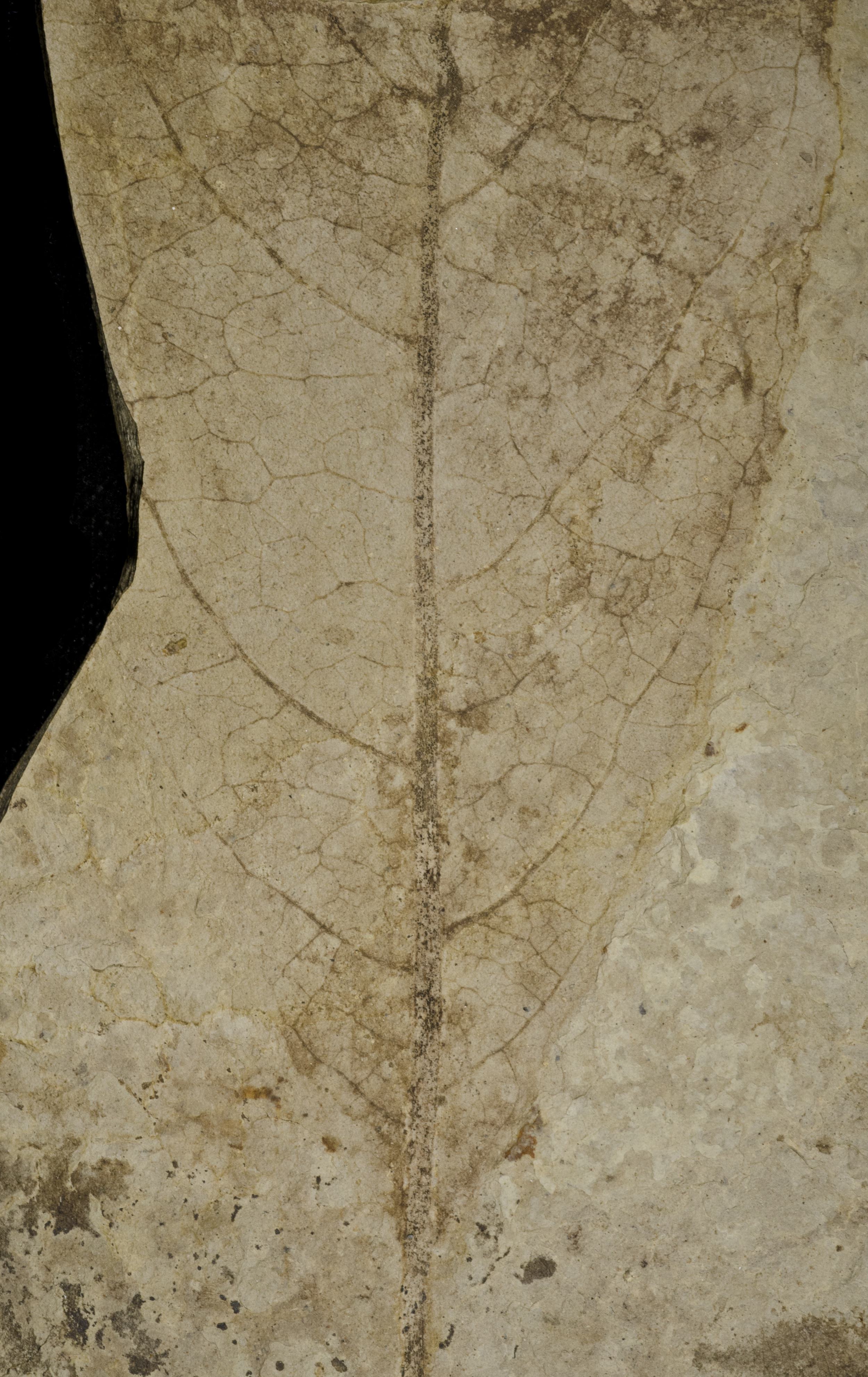 Fossil Image