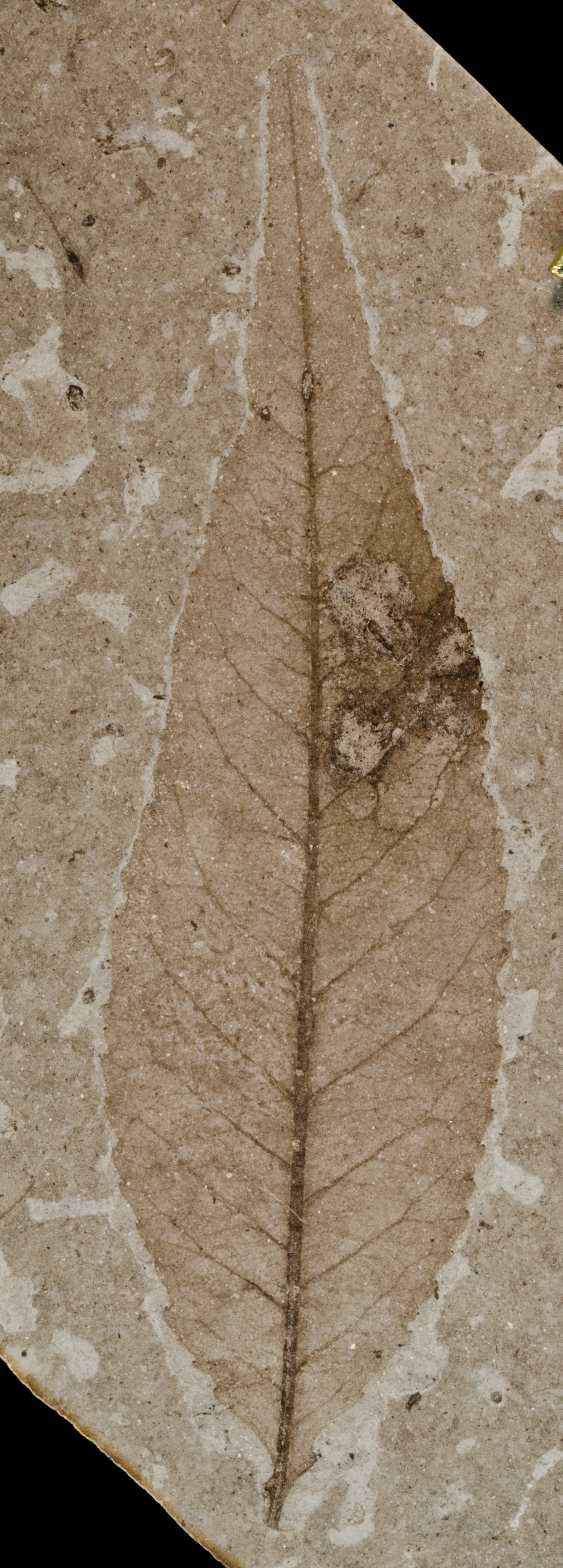 Fossil Image