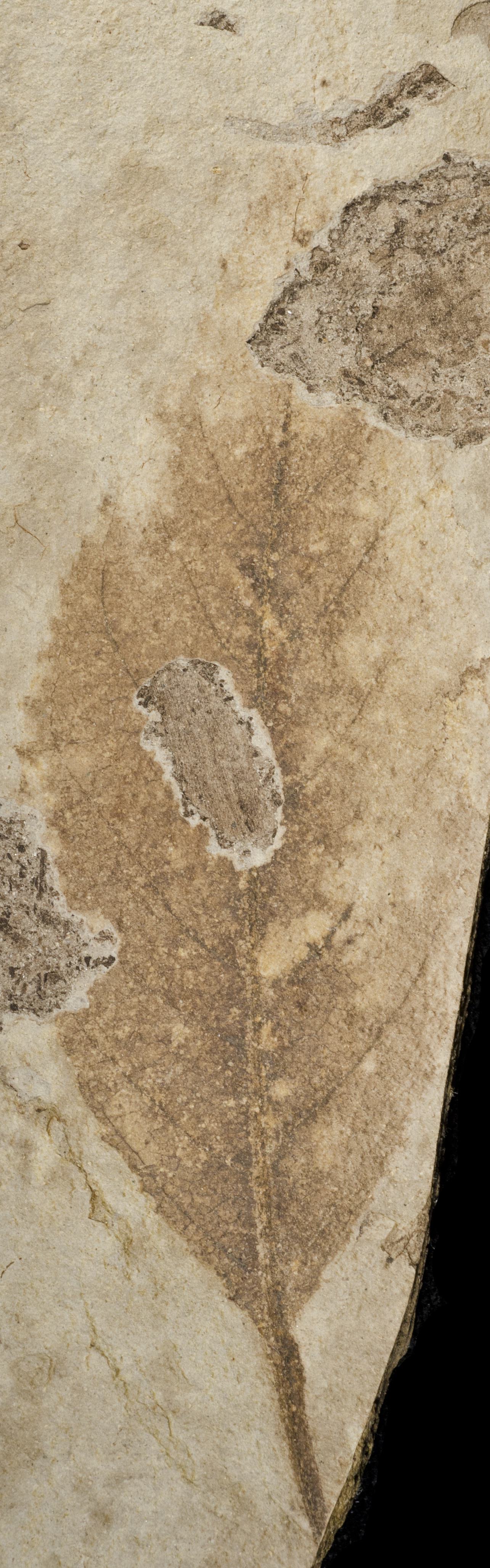Fossil Image