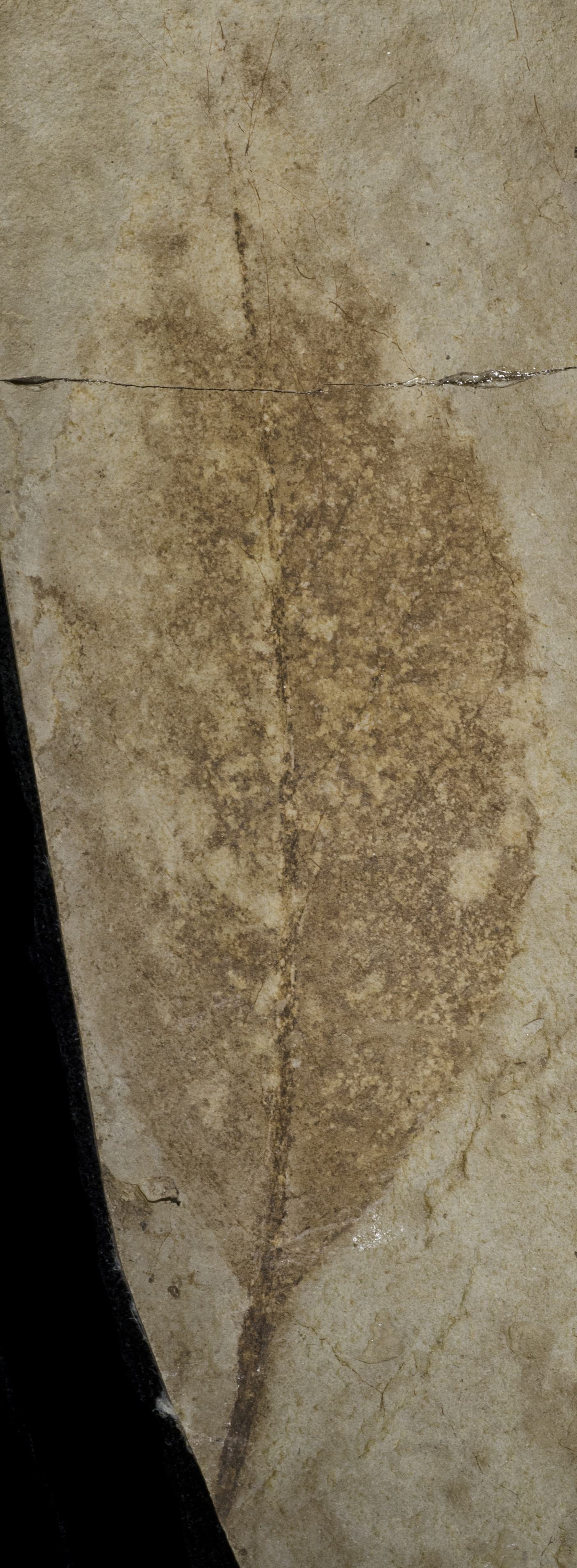 Sample 1 Image