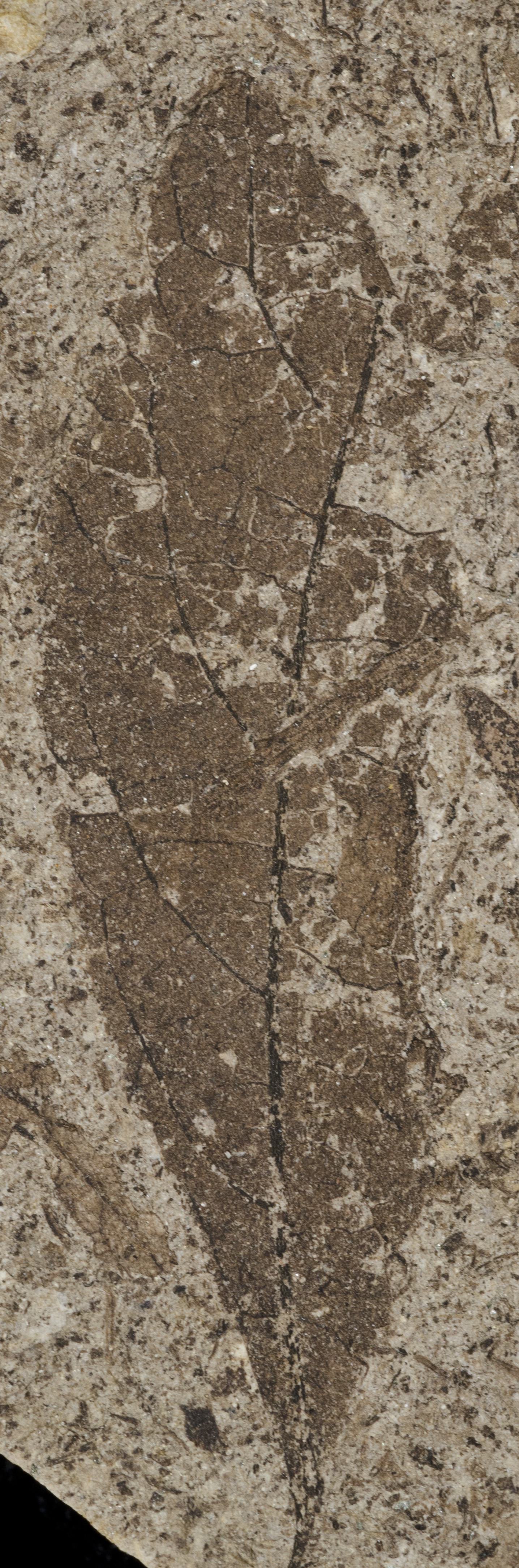 Fossil Image