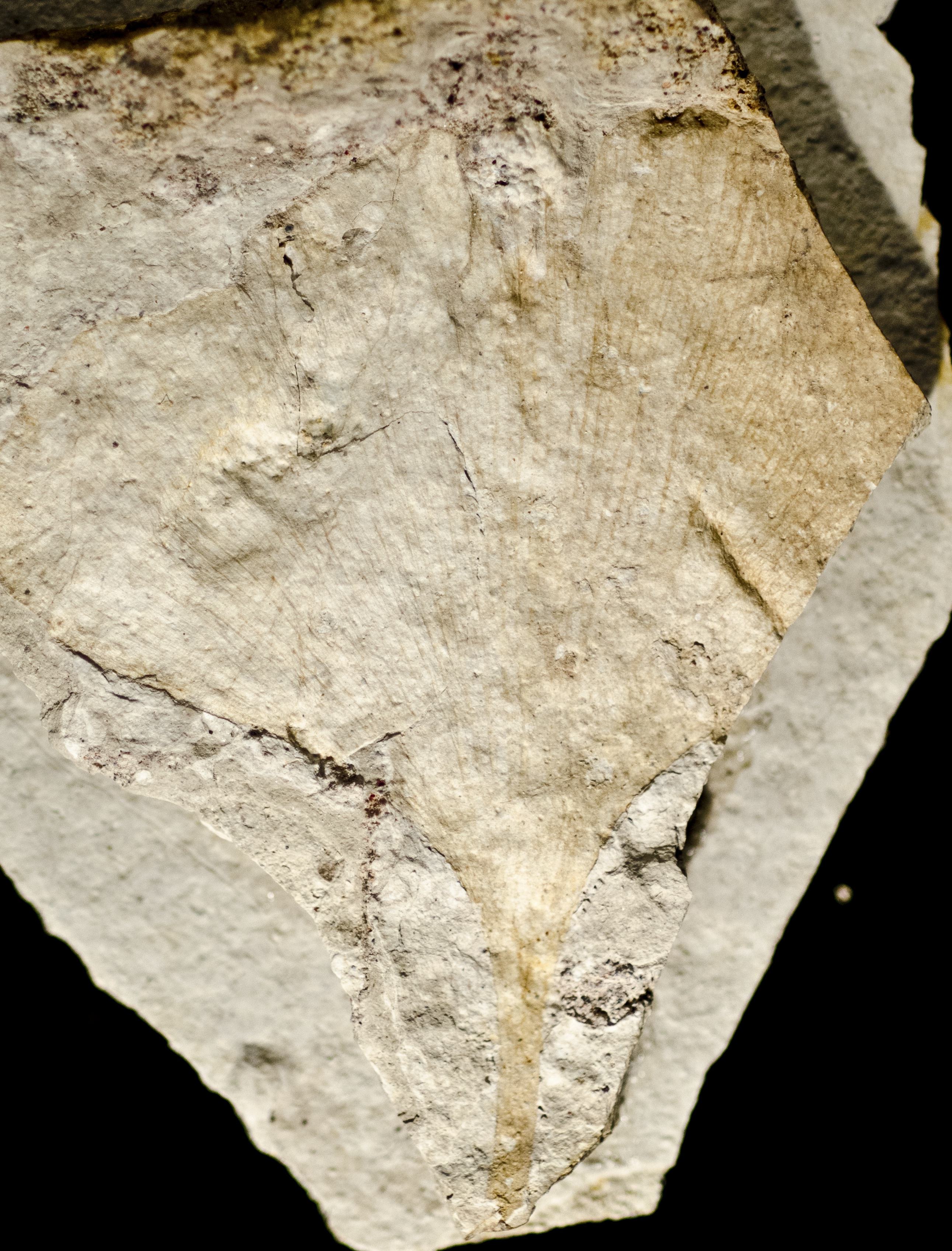 Sample 1 Image