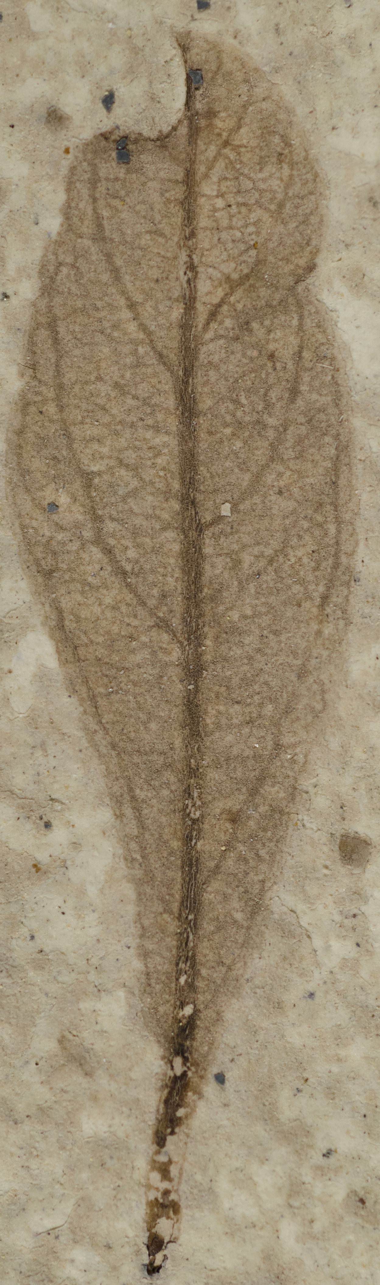 Fossil Image