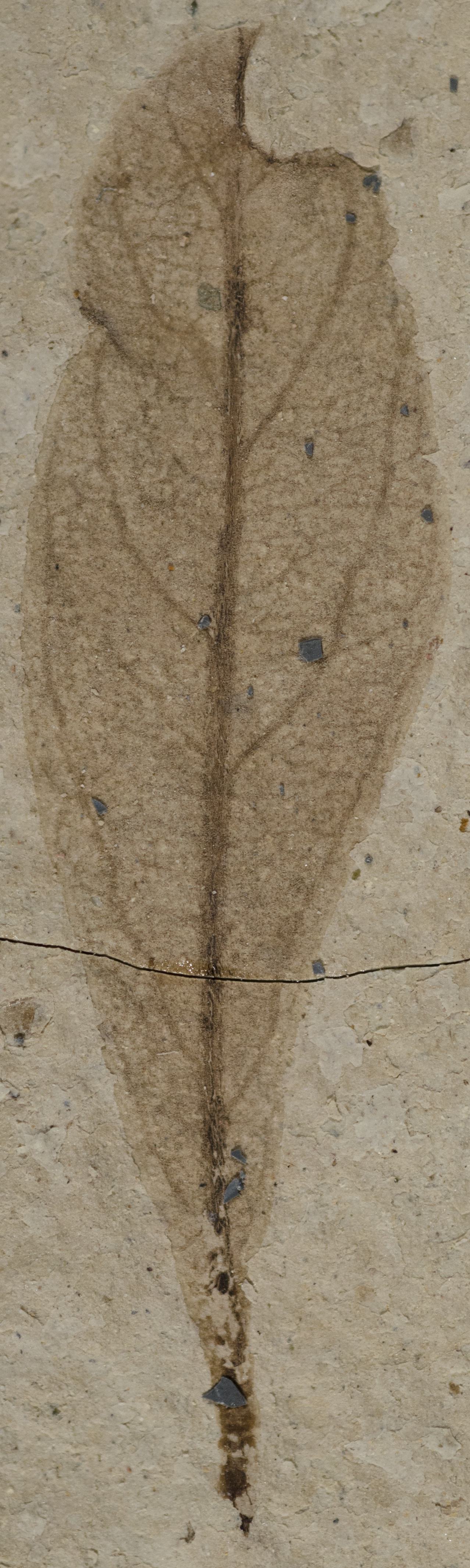 Fossil Image