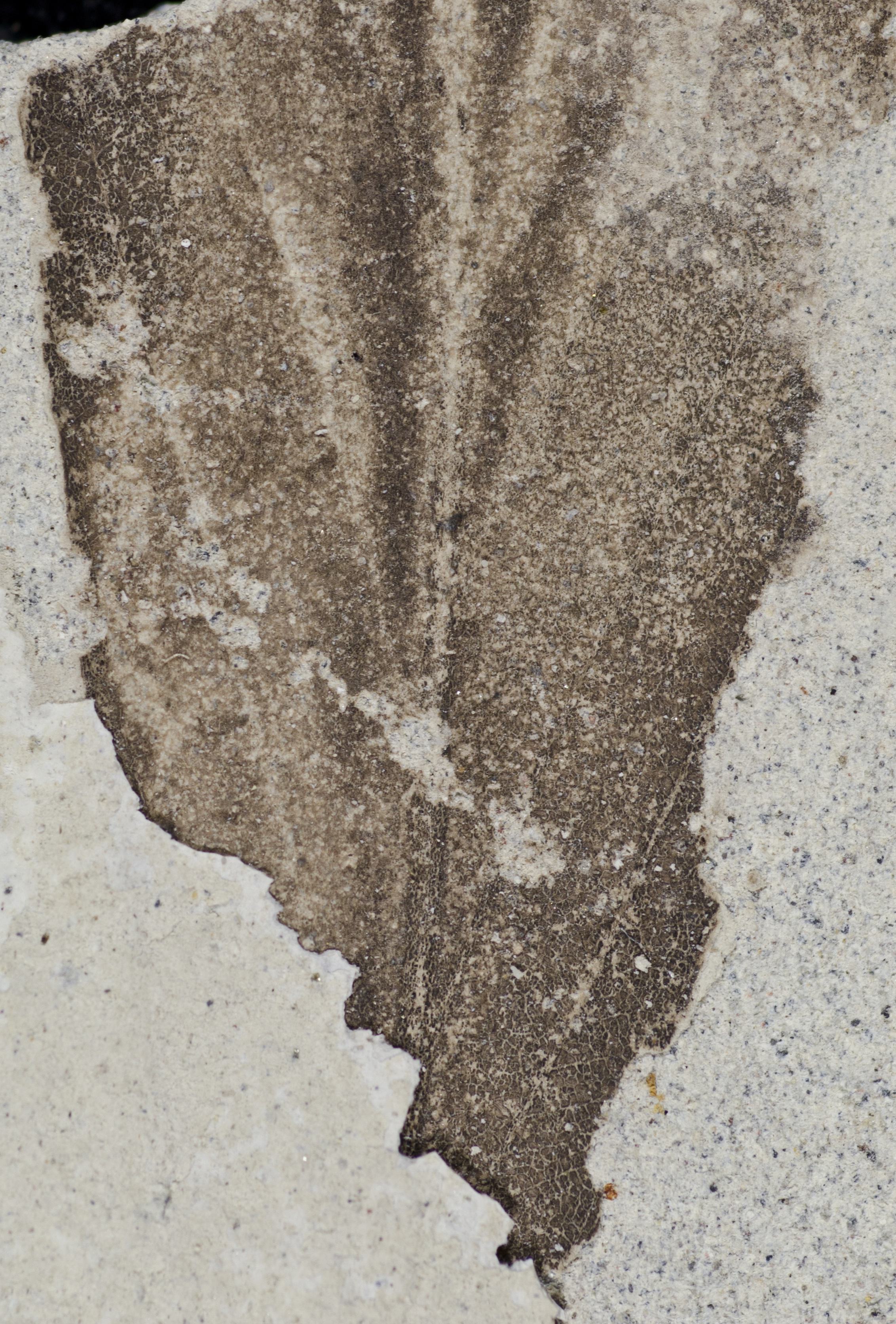 Fossil Image