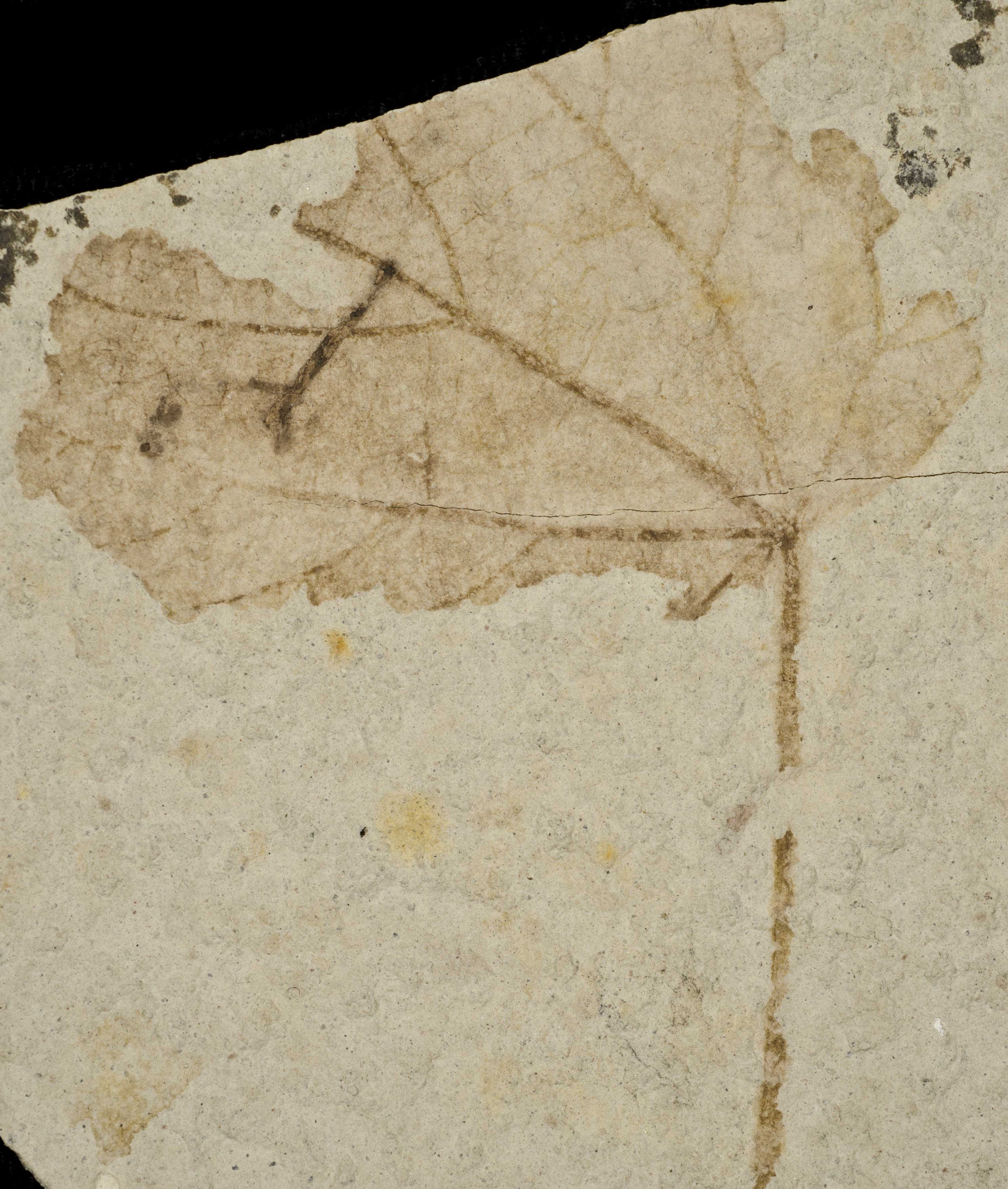 Fossil Image